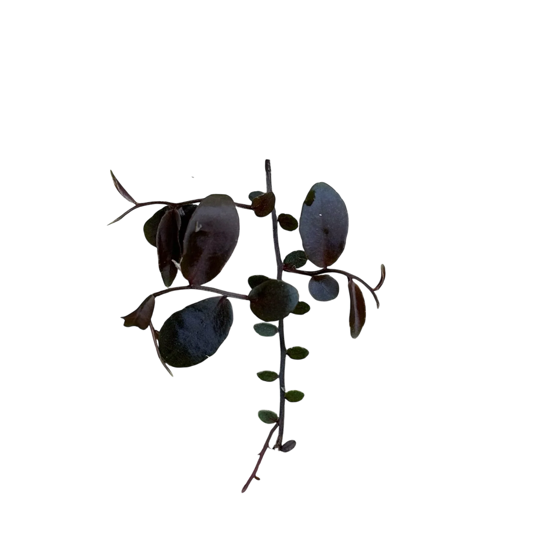 Marcgravia “Azreal” - Image 2
