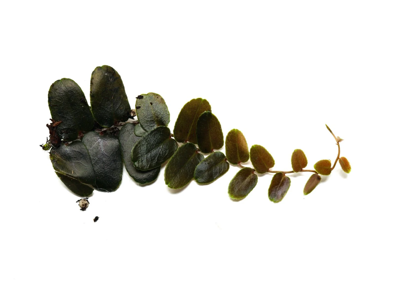 Marcgravia sp. Brown