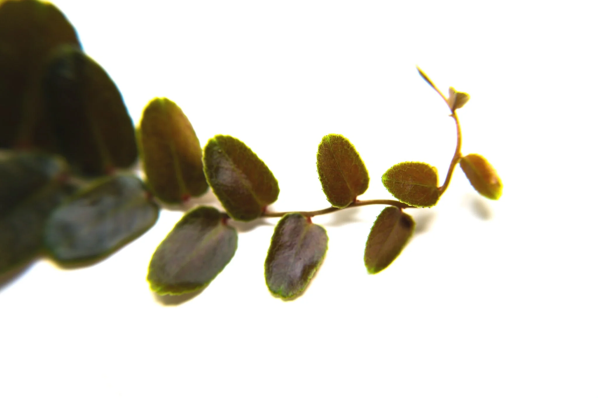 Marcgravia sp. Brown - Image 2
