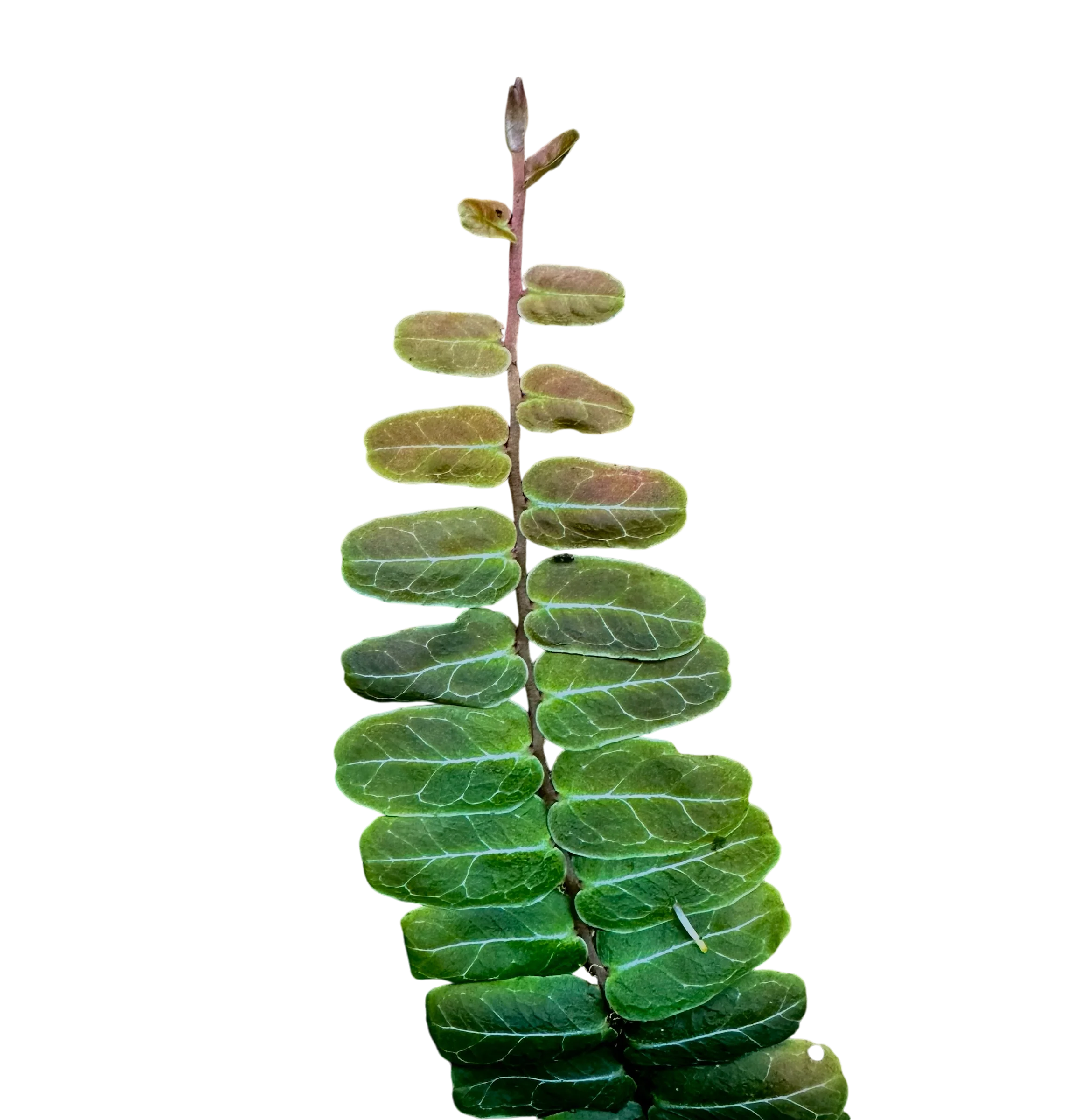 Marcgravia sp. Copper