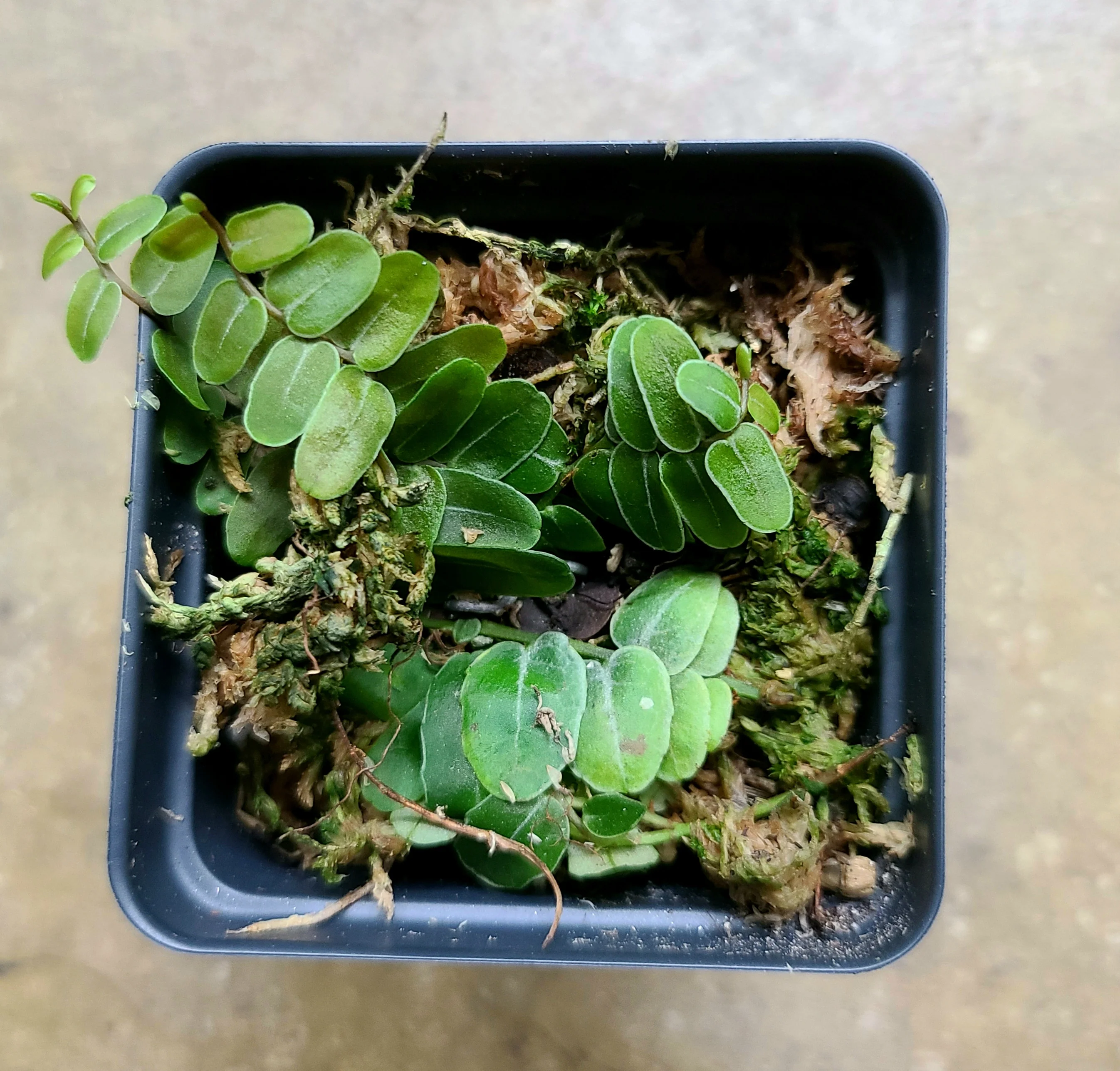 Marcgravia umbellata - Image 2
