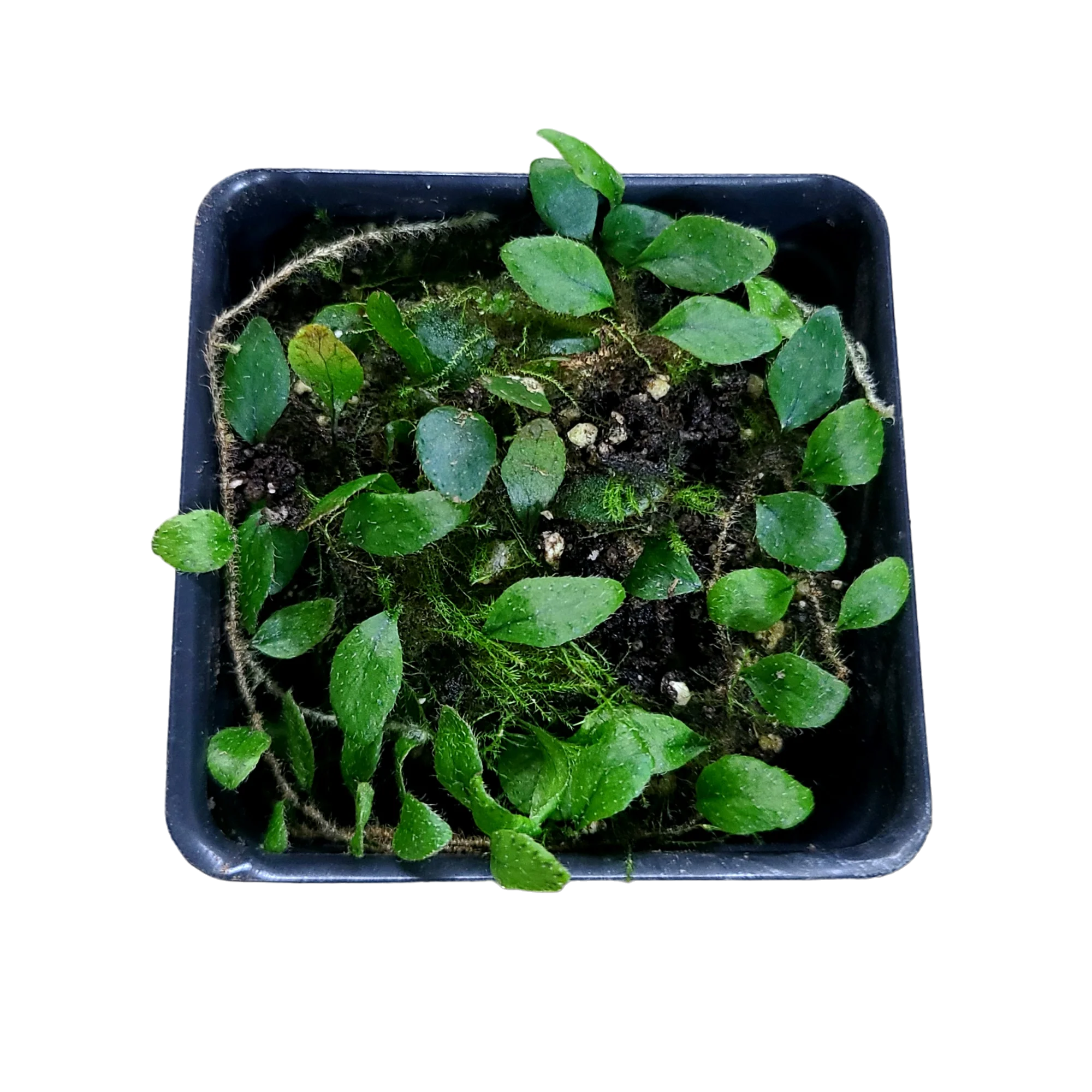 Microgramma cf. tecta