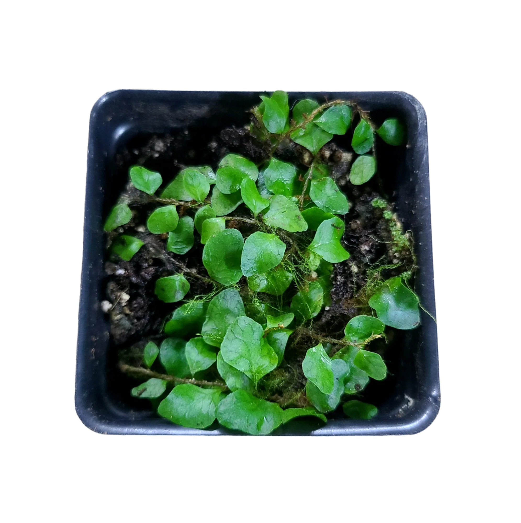 Microgramma heterophylla