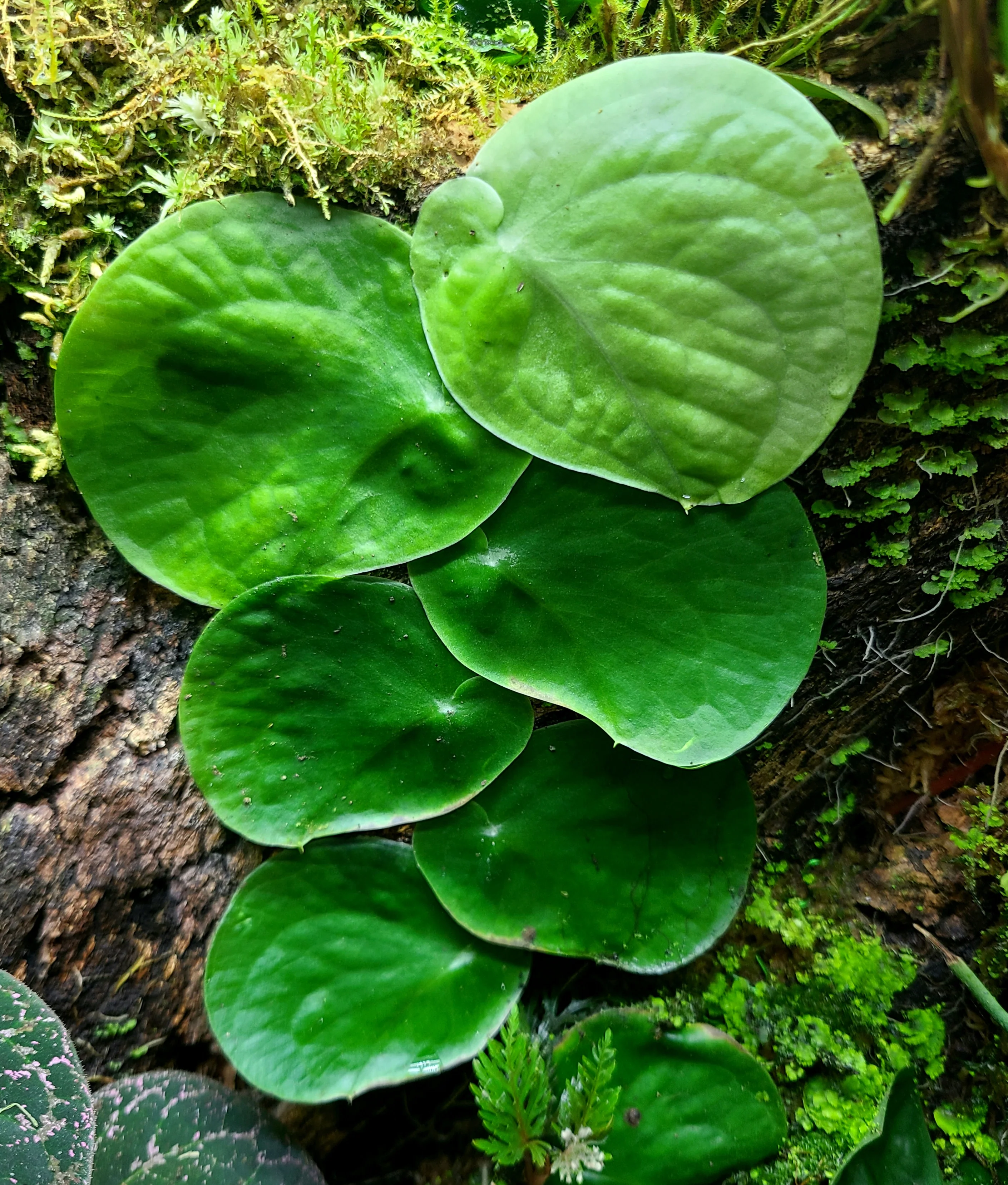 Monstera sp Bocas del Toro - Image 2