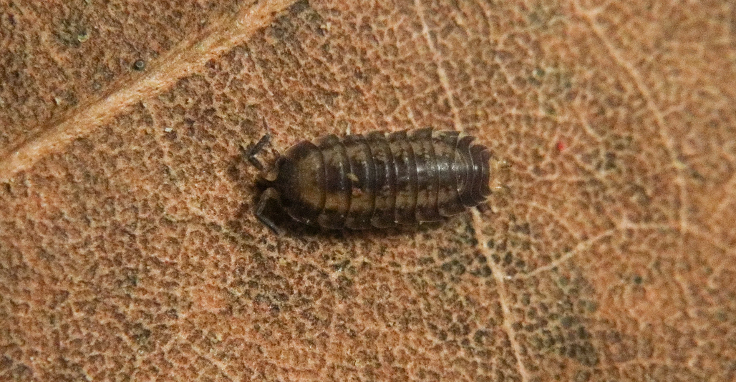 Nagurus cristatus "Dwarf Gray Striped" - Image 2