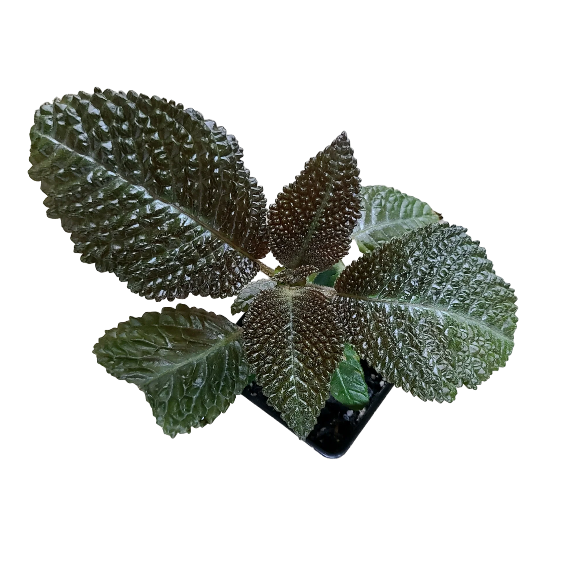Nautilocalyx ecuadoranus