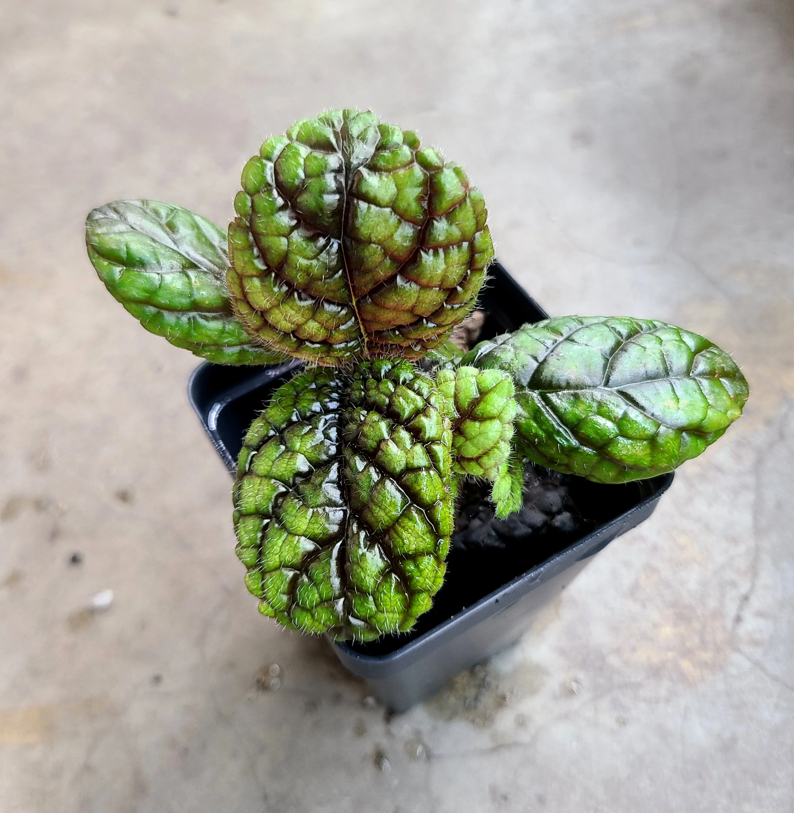 Nautilocalyx erytranthus - Image 2