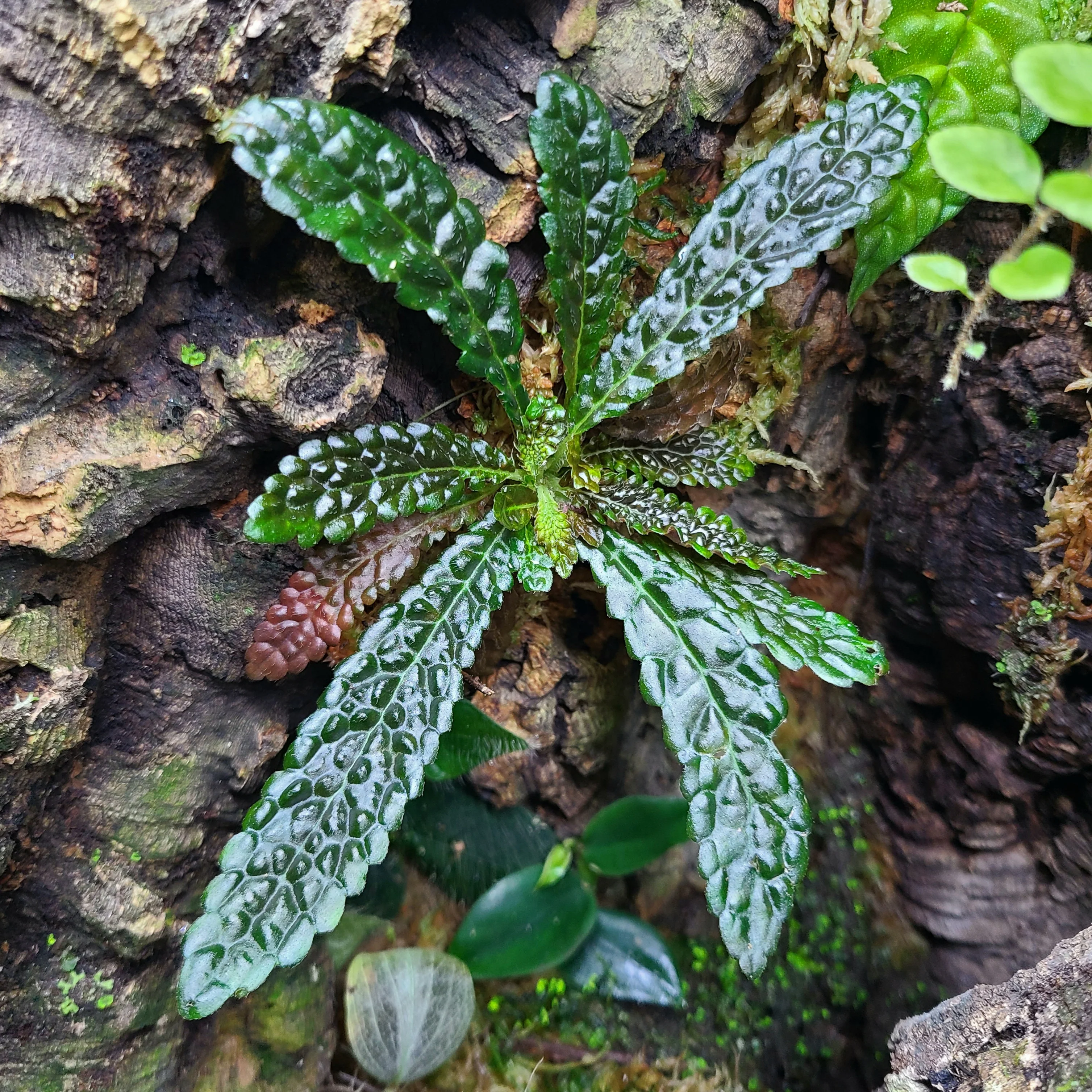 Nautilocalyx pemphidius - Image 3