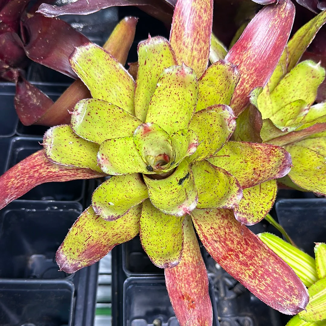 Neoregelia "Angel Face" - Image 2