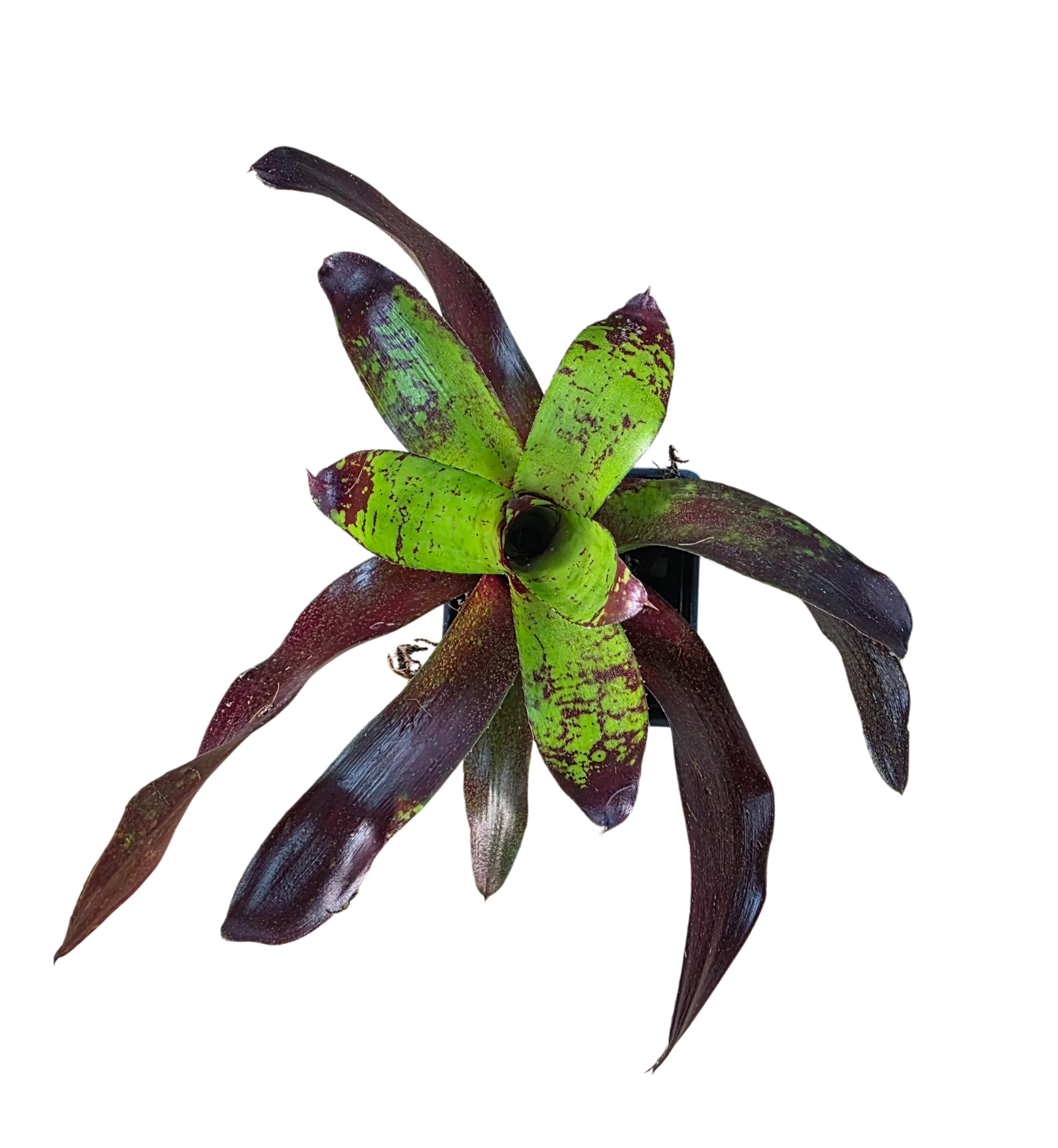 Neoregelia "Animal Crackers"