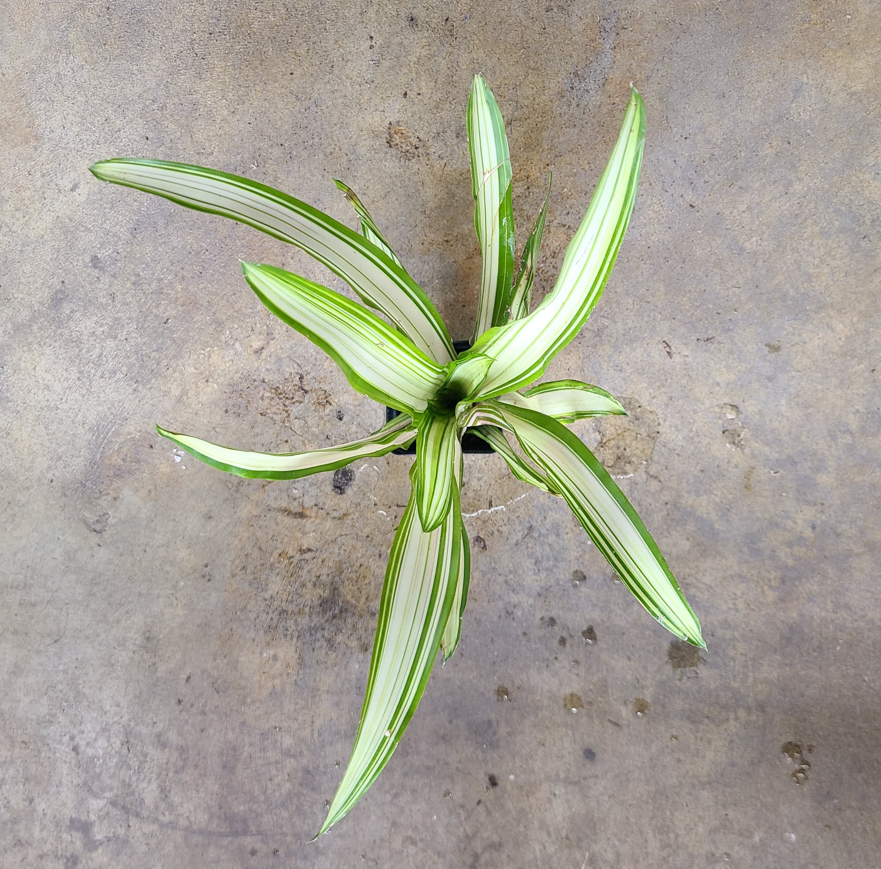 Neoregelia "Ardie"