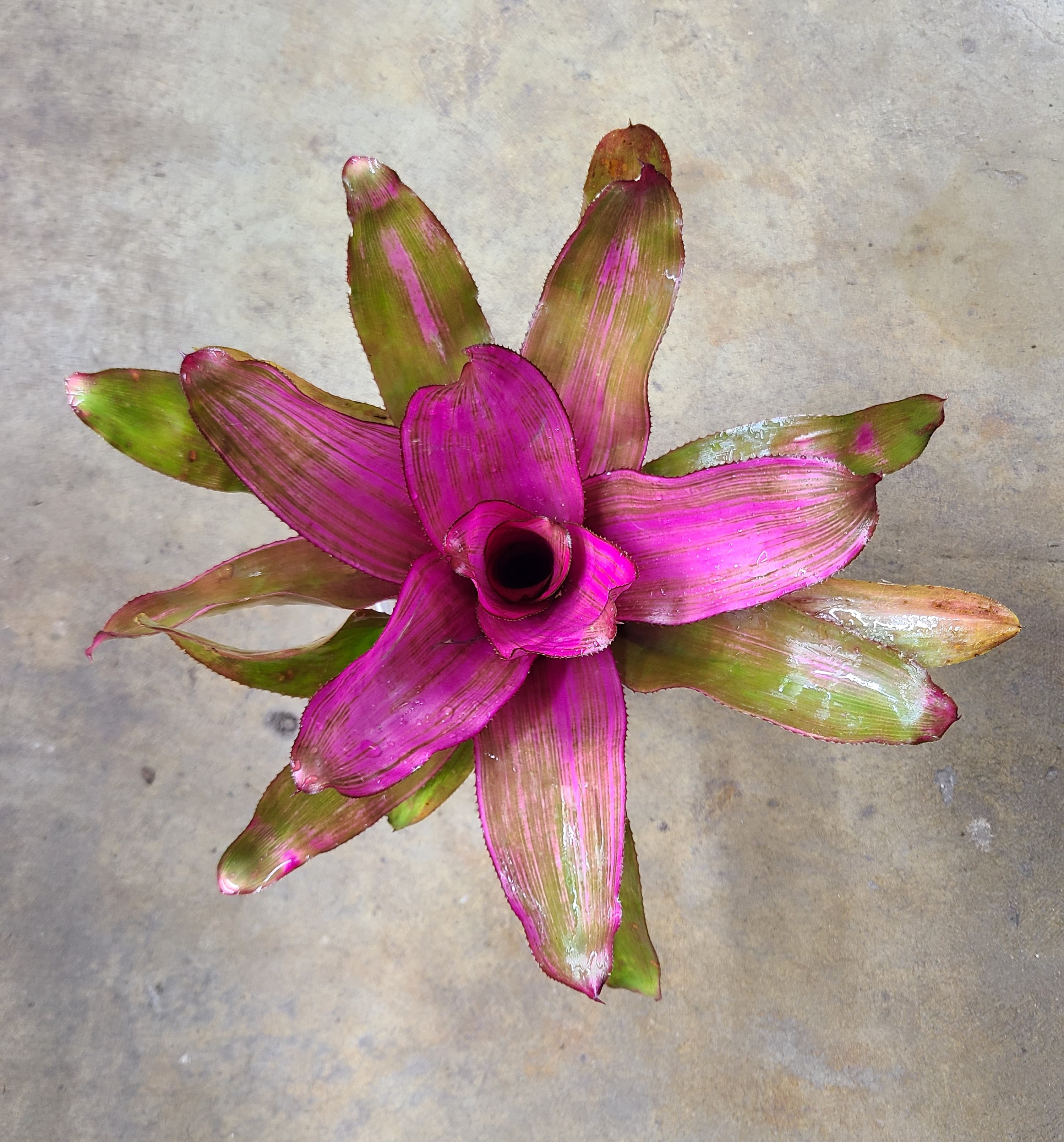 Neoregelia "Donna"