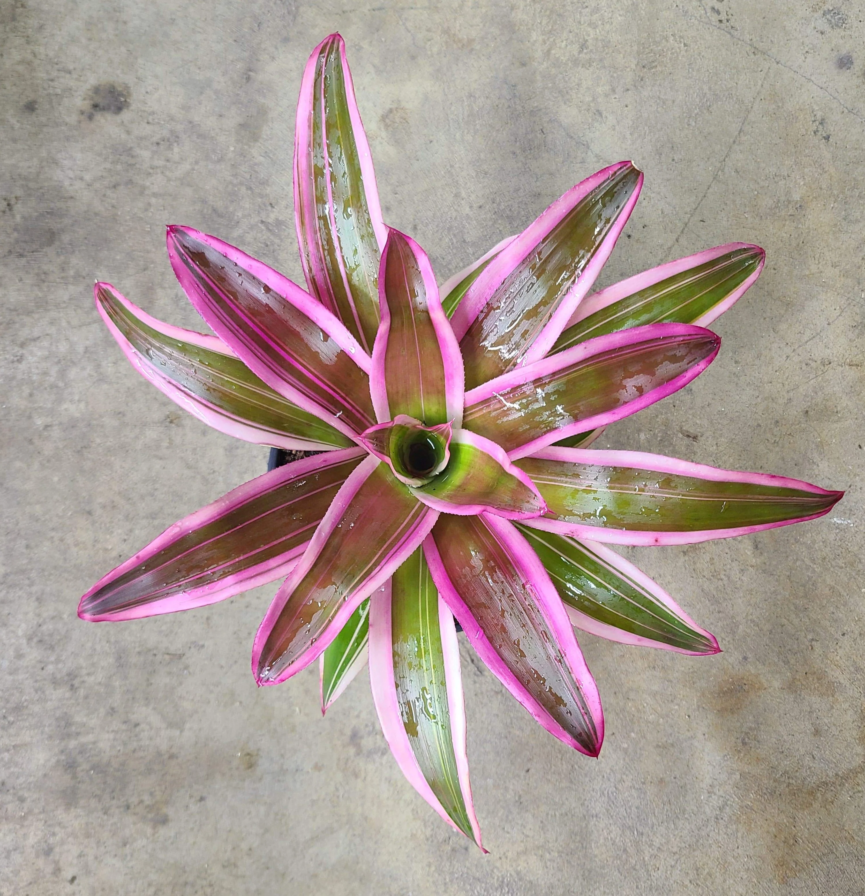 Neoregelia "Franca"