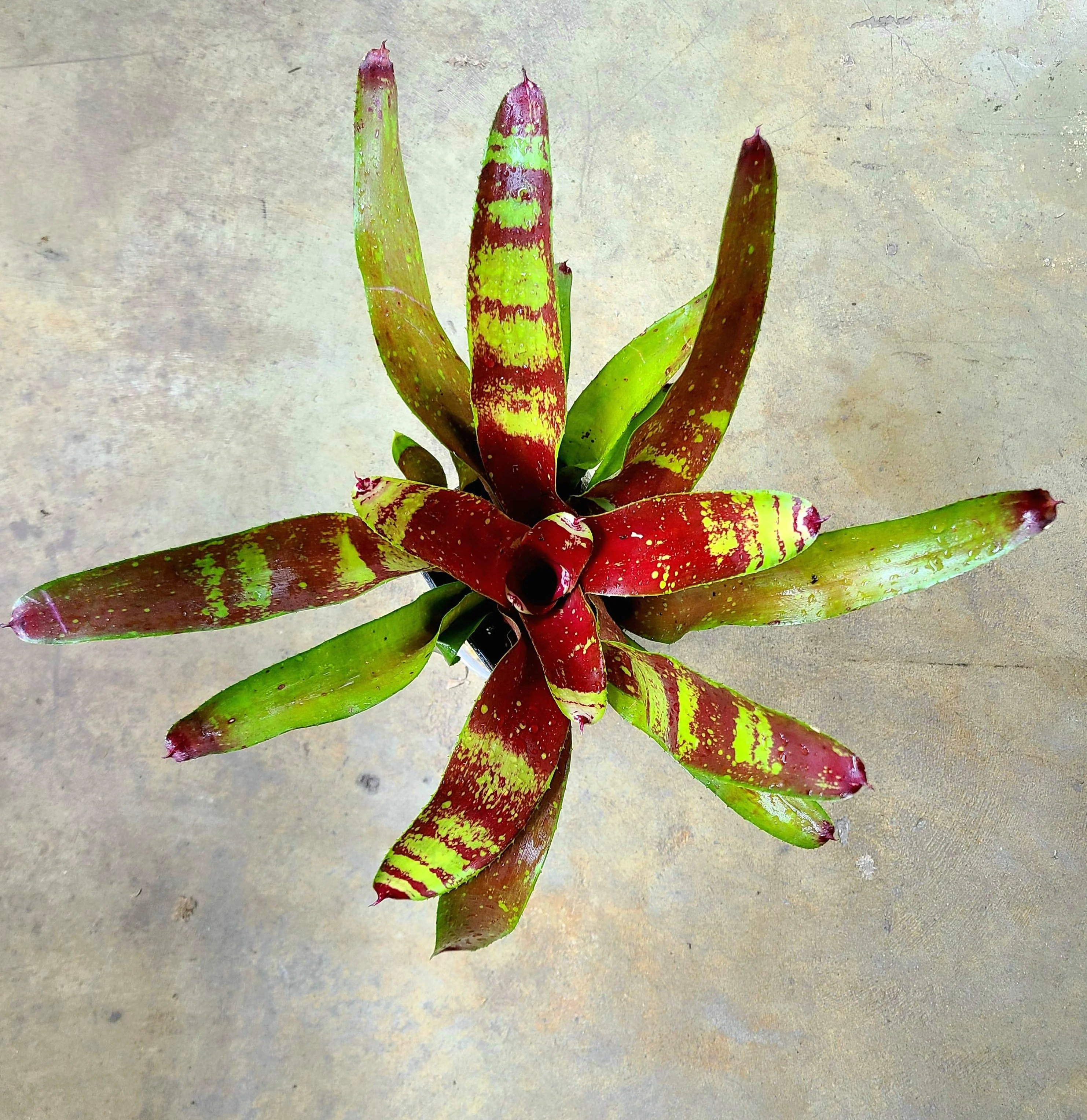 Neoregelia "Gazpacho"