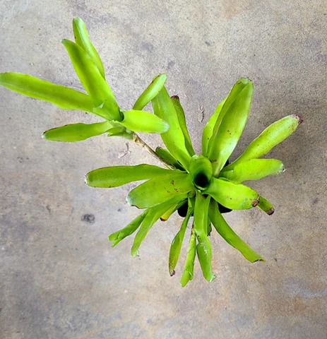 Neoregelia "Green Ball"