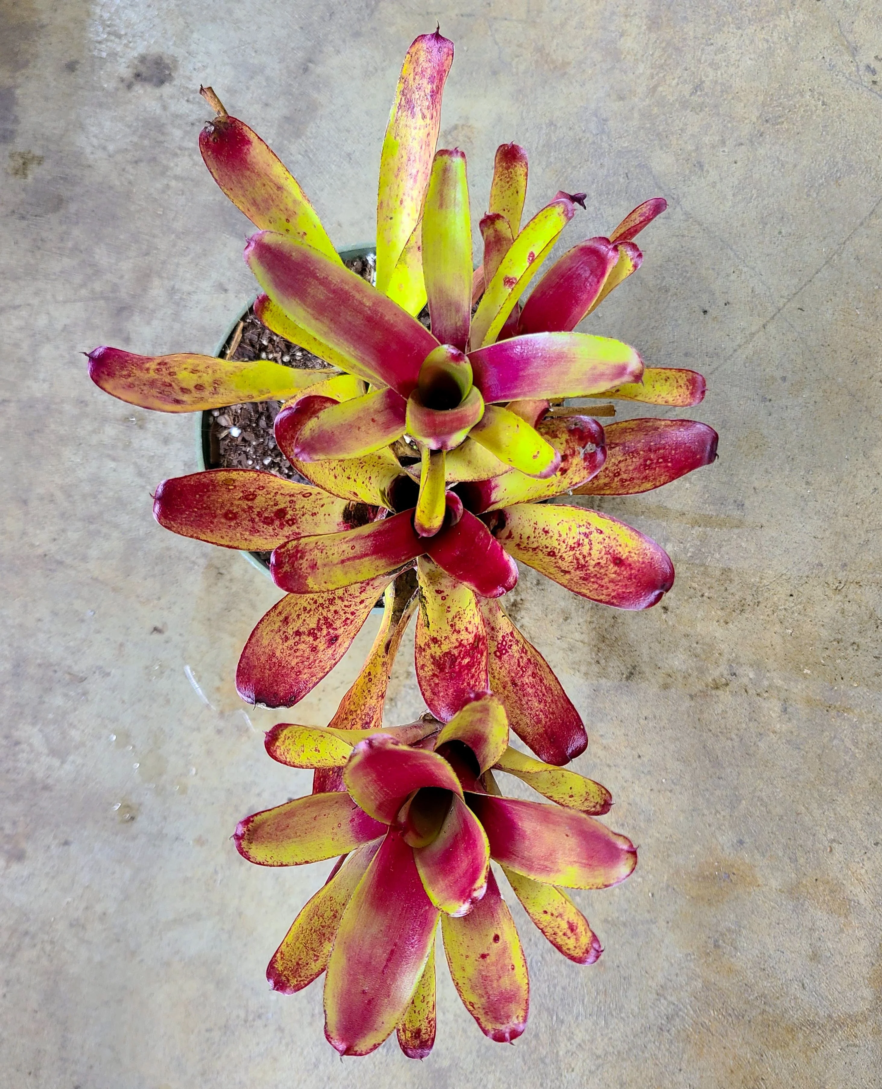 Neoregelia "Green Ball" - Image 2