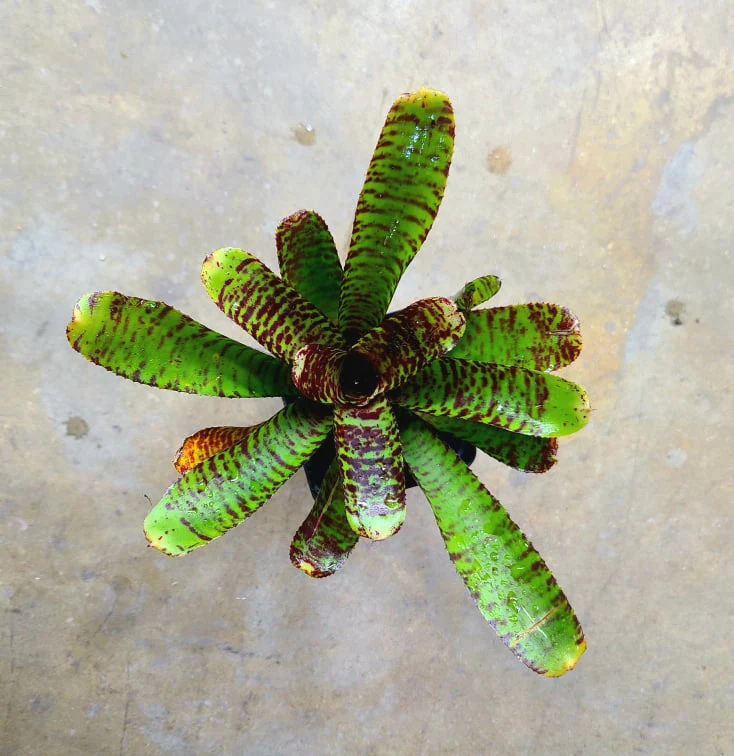 Neoregelia "Green Stripe"