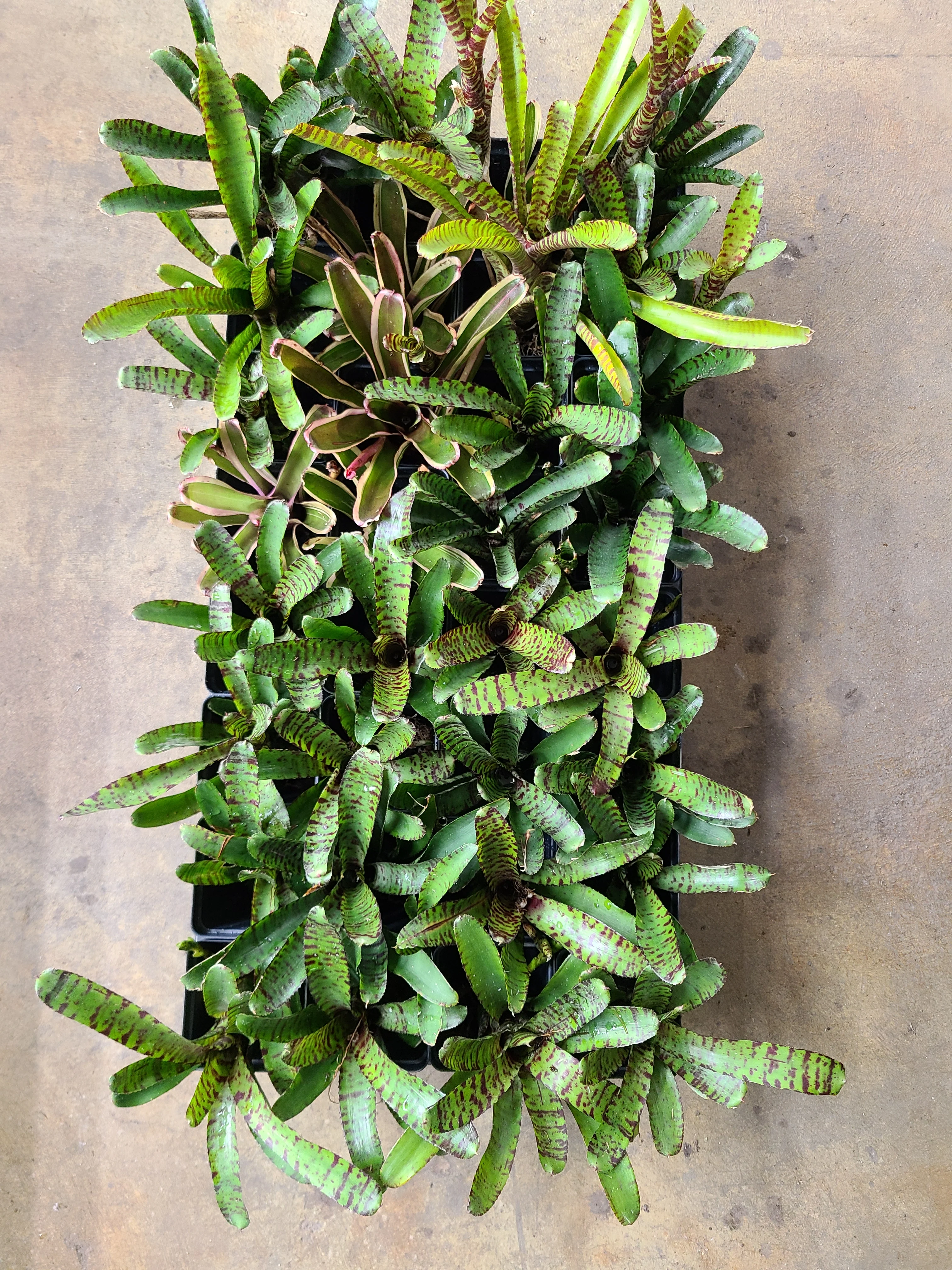 Neoregelia "Green Stripe" - Image 2