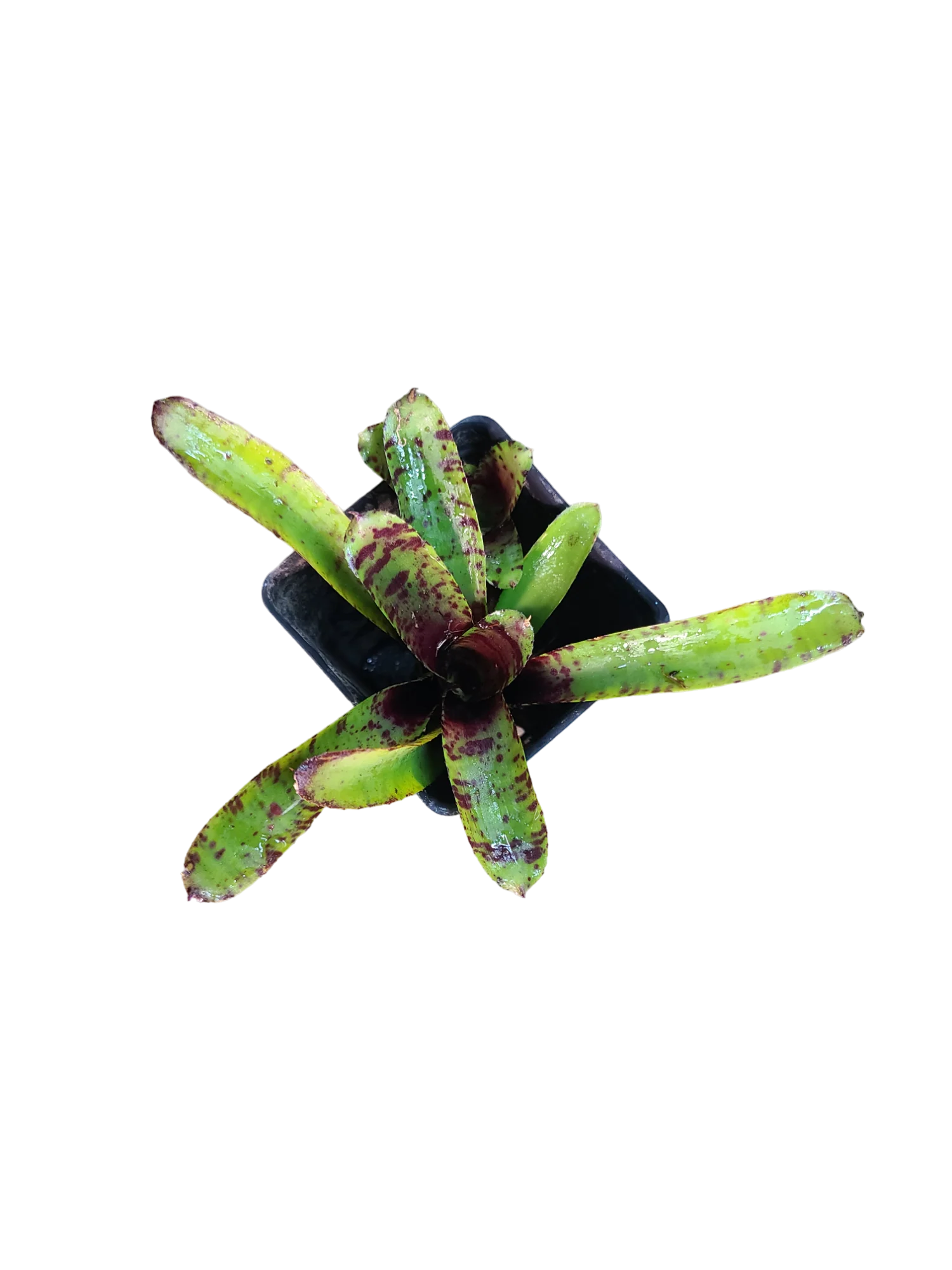 Neoregelia "Kit Kat" - Micro