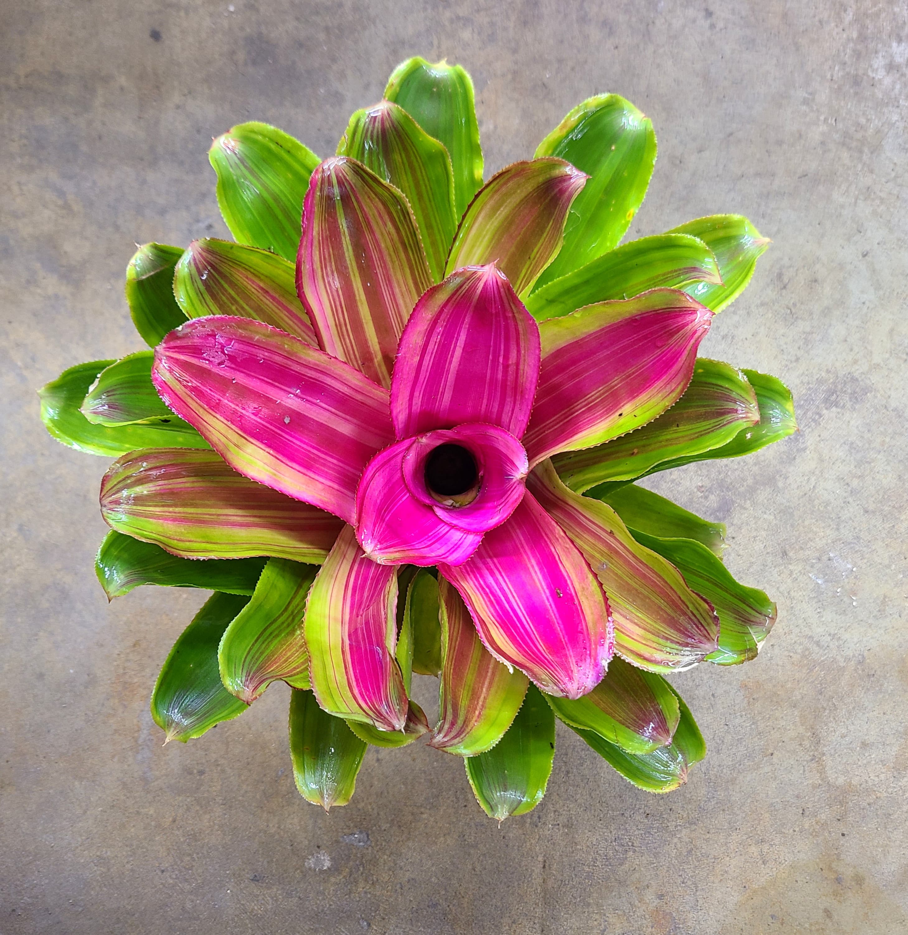 Neoregelia "Lila Candy Stripe"