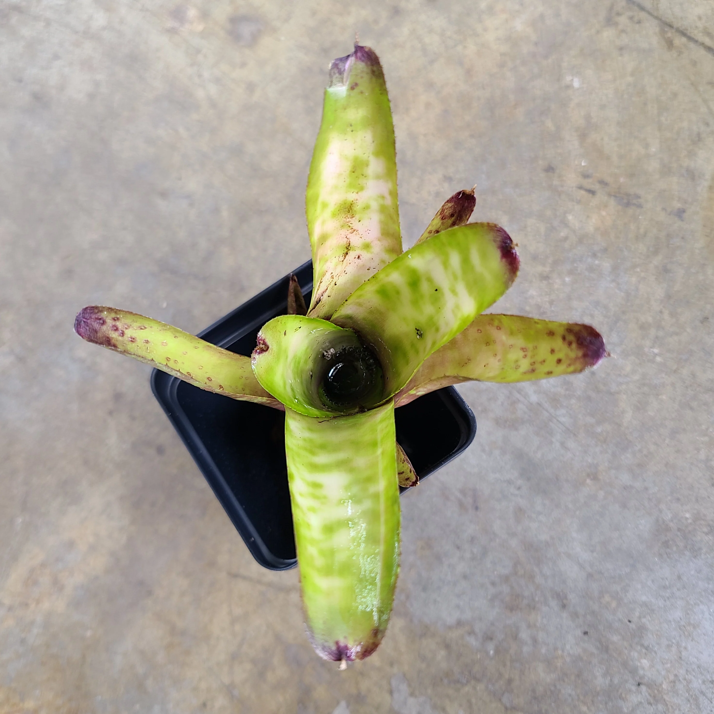 Neoregelia "Marble Throat"