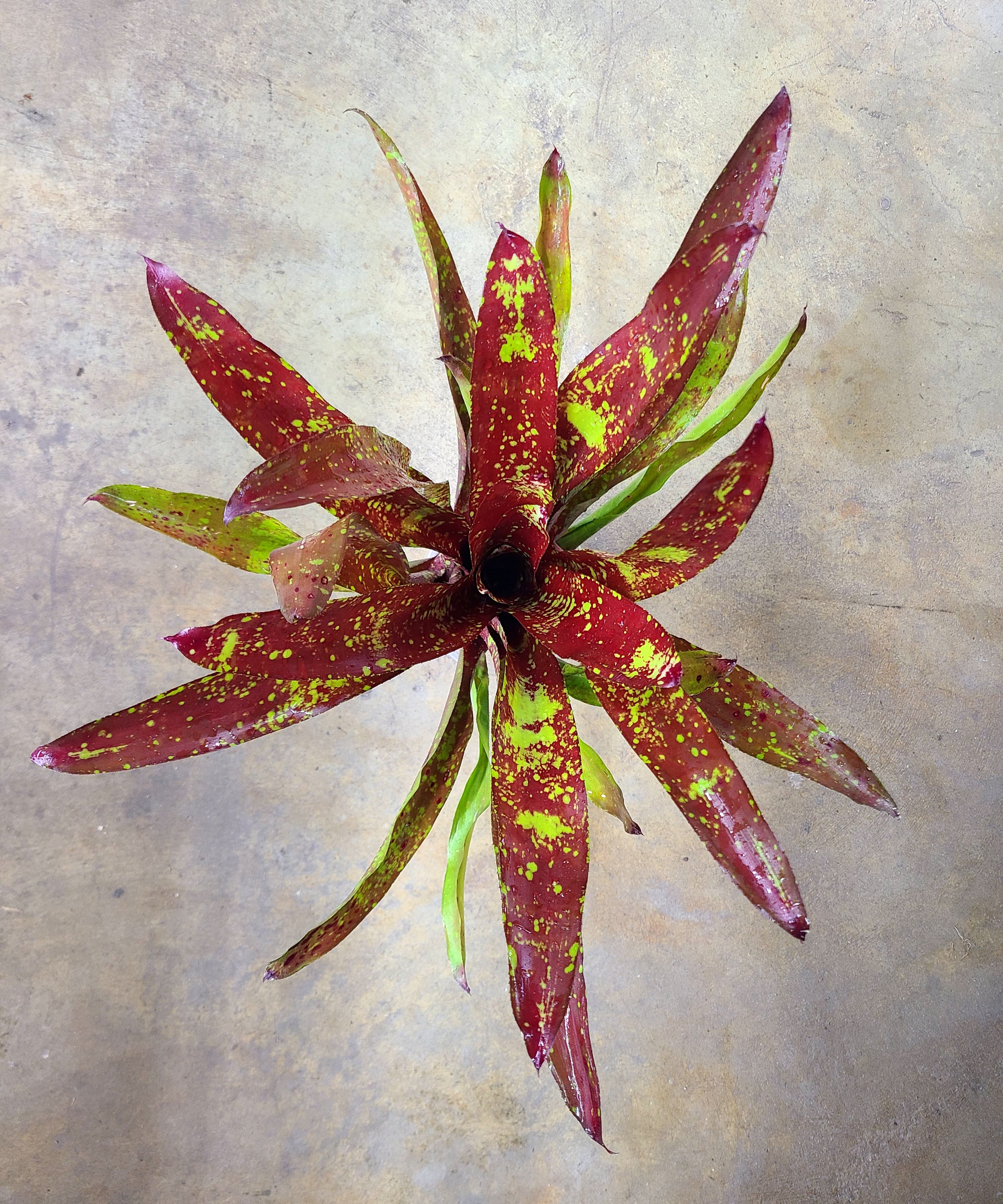 Neoregelia "Osser"