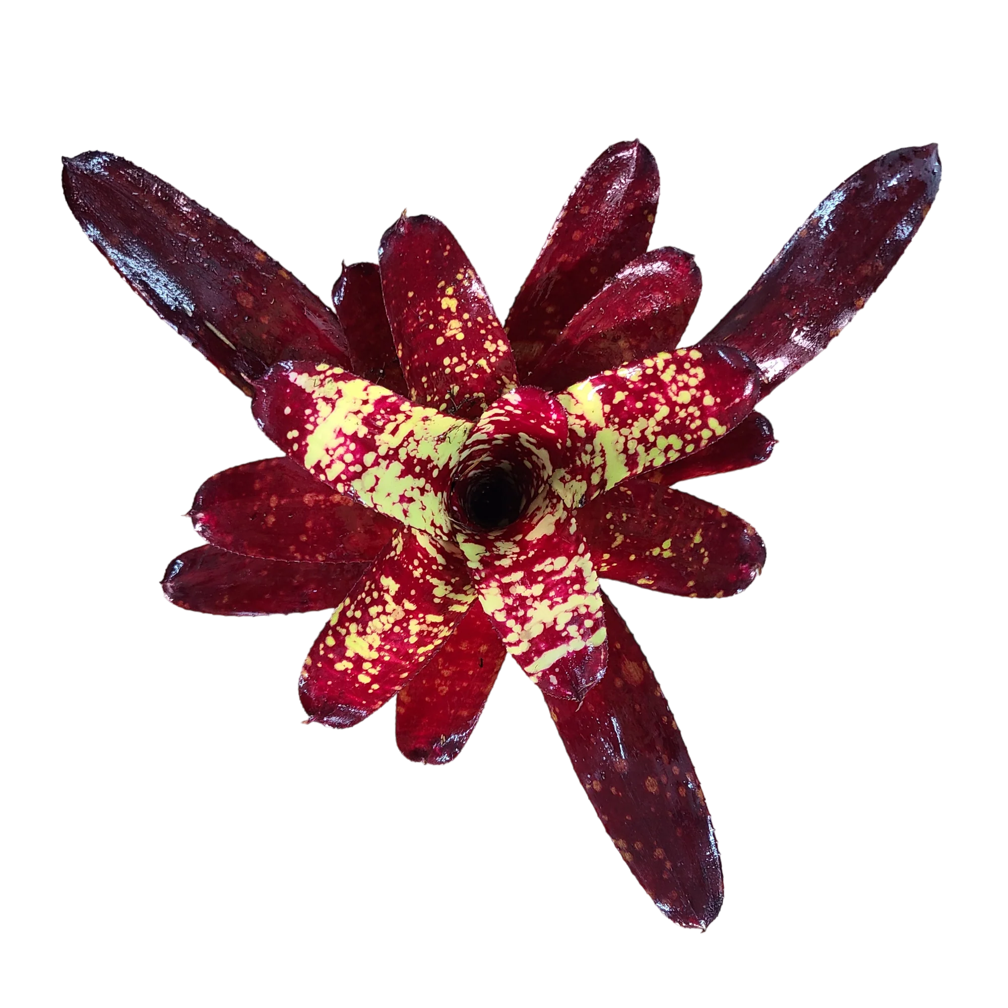 Neoregelia "Paprika"