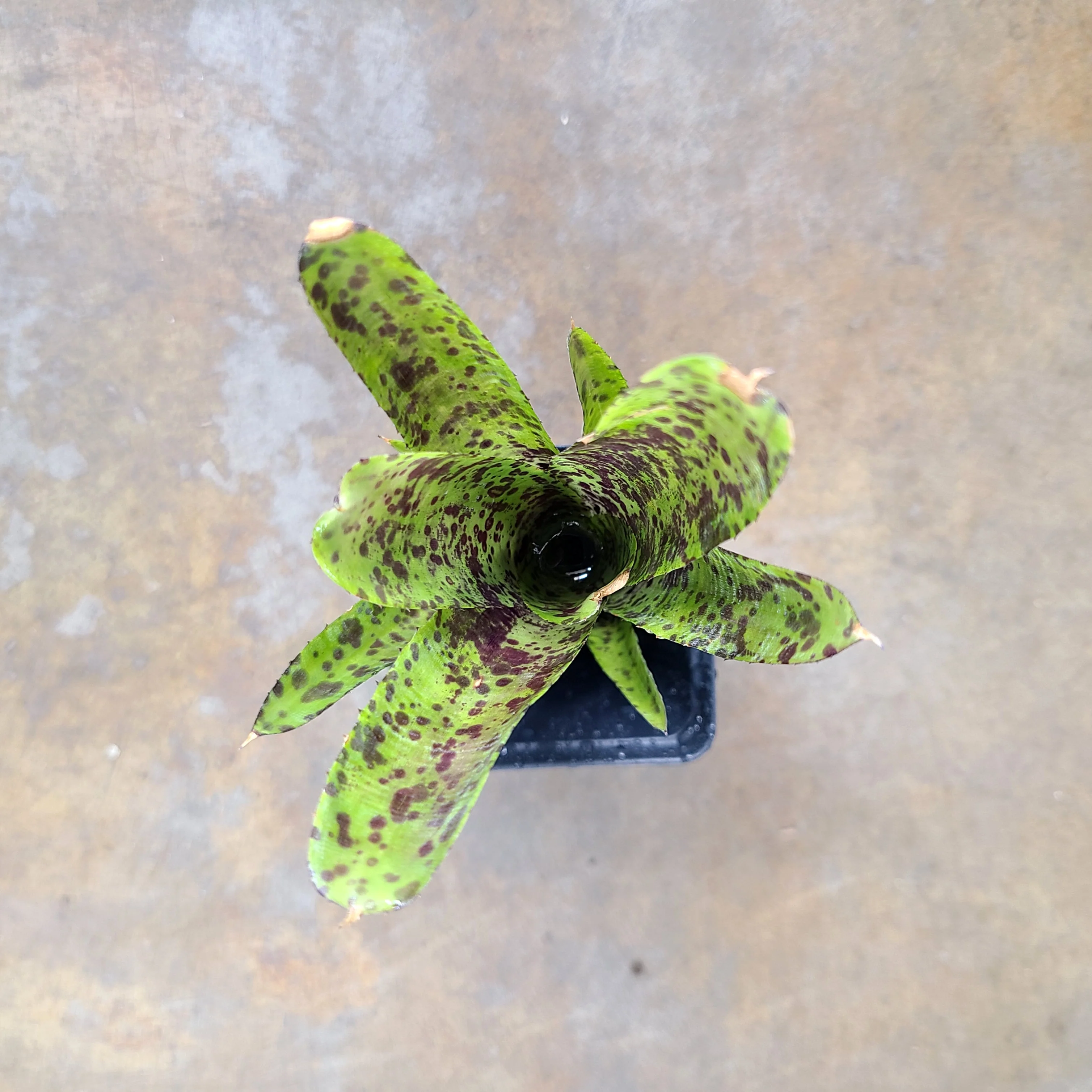 Neoregelia pauciflora
