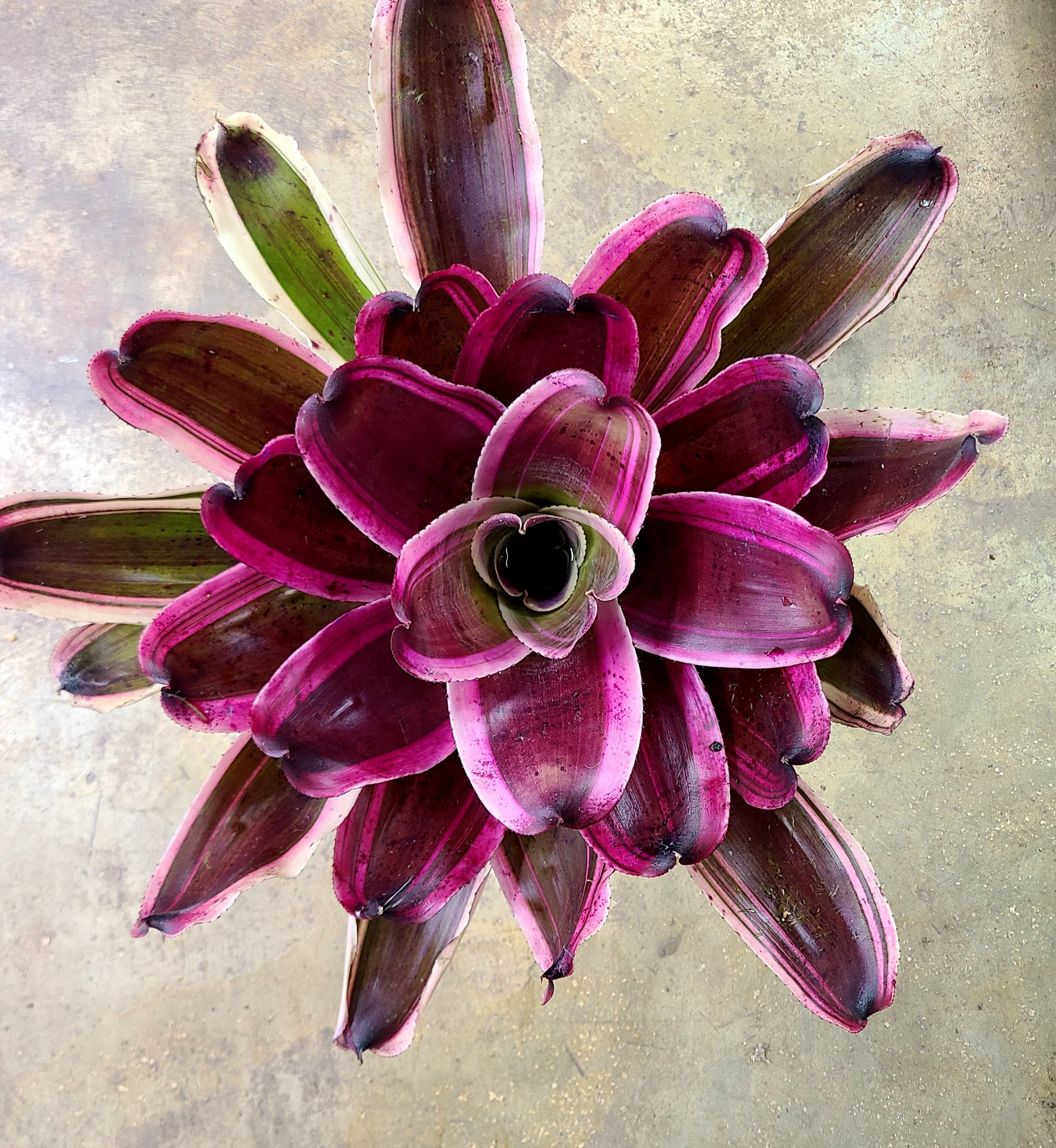 Neoregelia "Pepito"