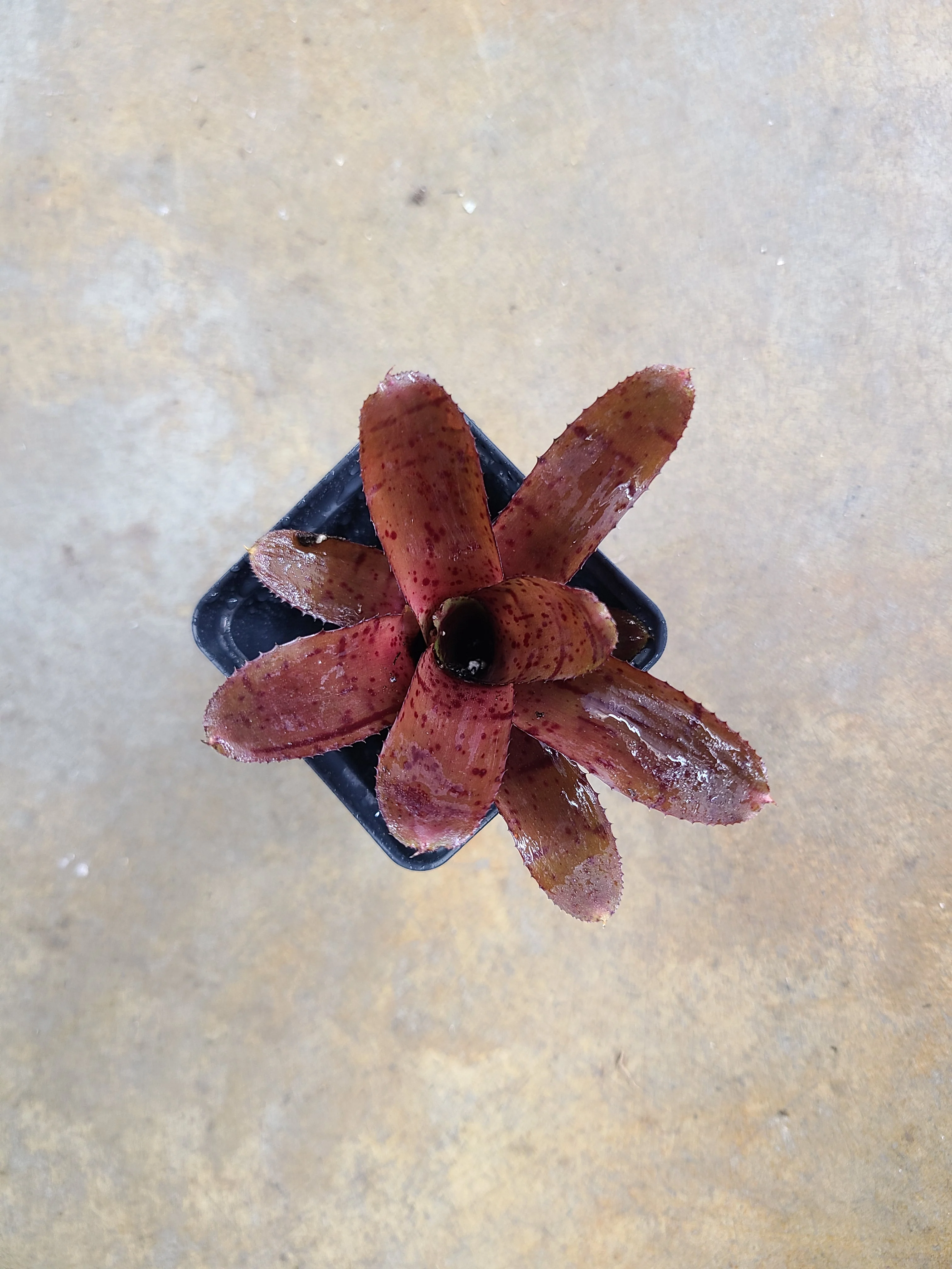 Neoregelia punctatissima "Rubra"