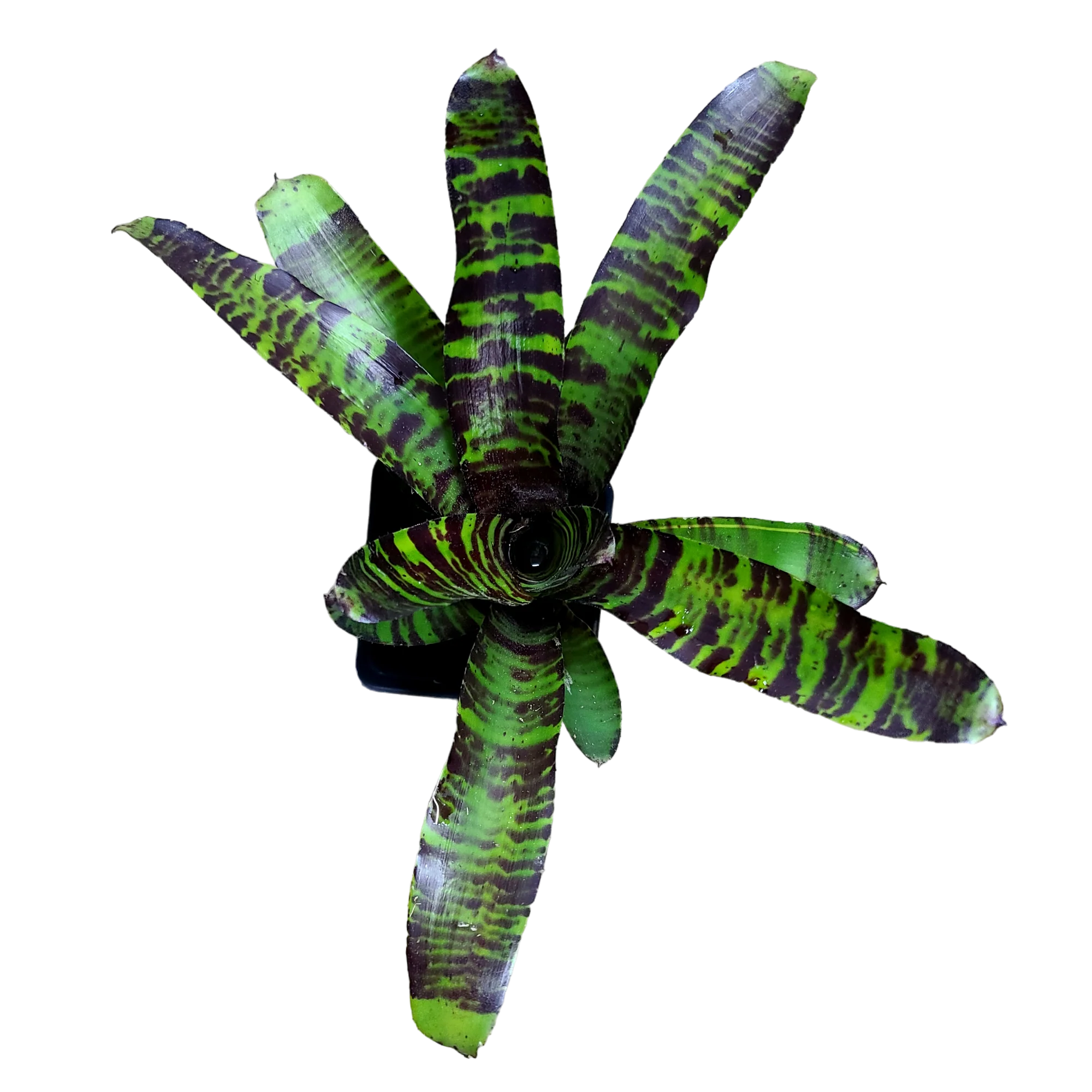Neoregelia "Savoy Truffle"