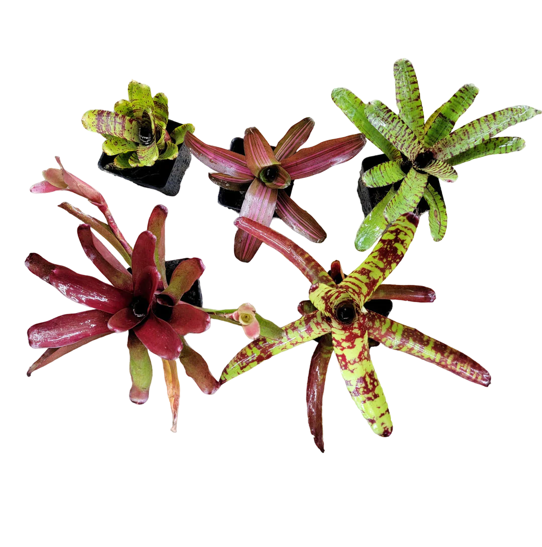 Neoregelia Bromeliad Small to Medium Grower's Choice Pack