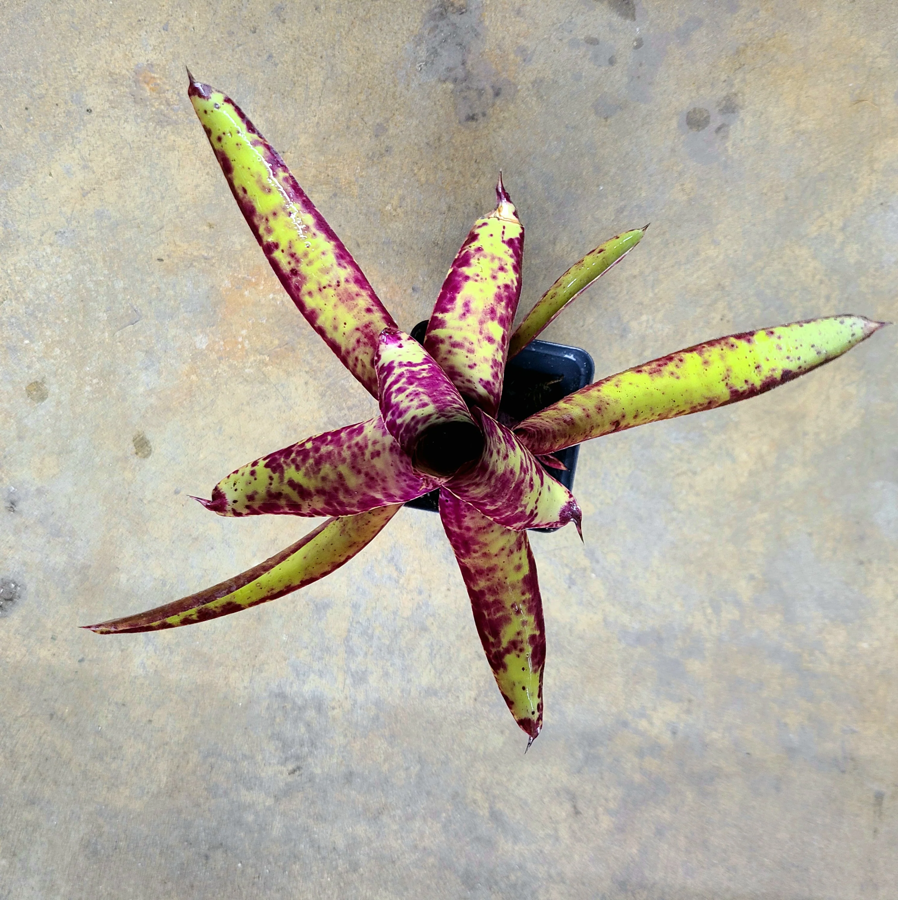 Neoregelia smithii