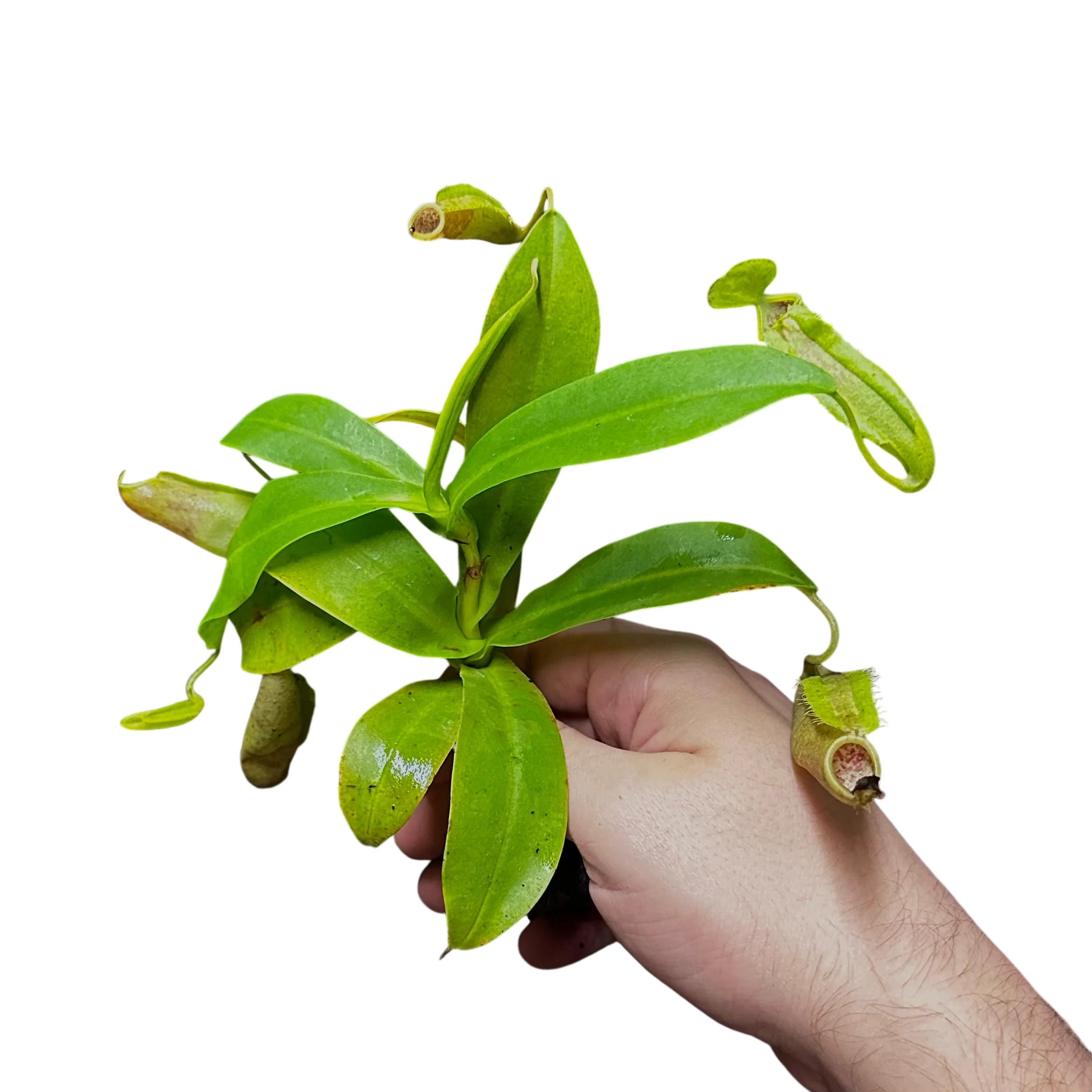 Nepenthes sanguinea