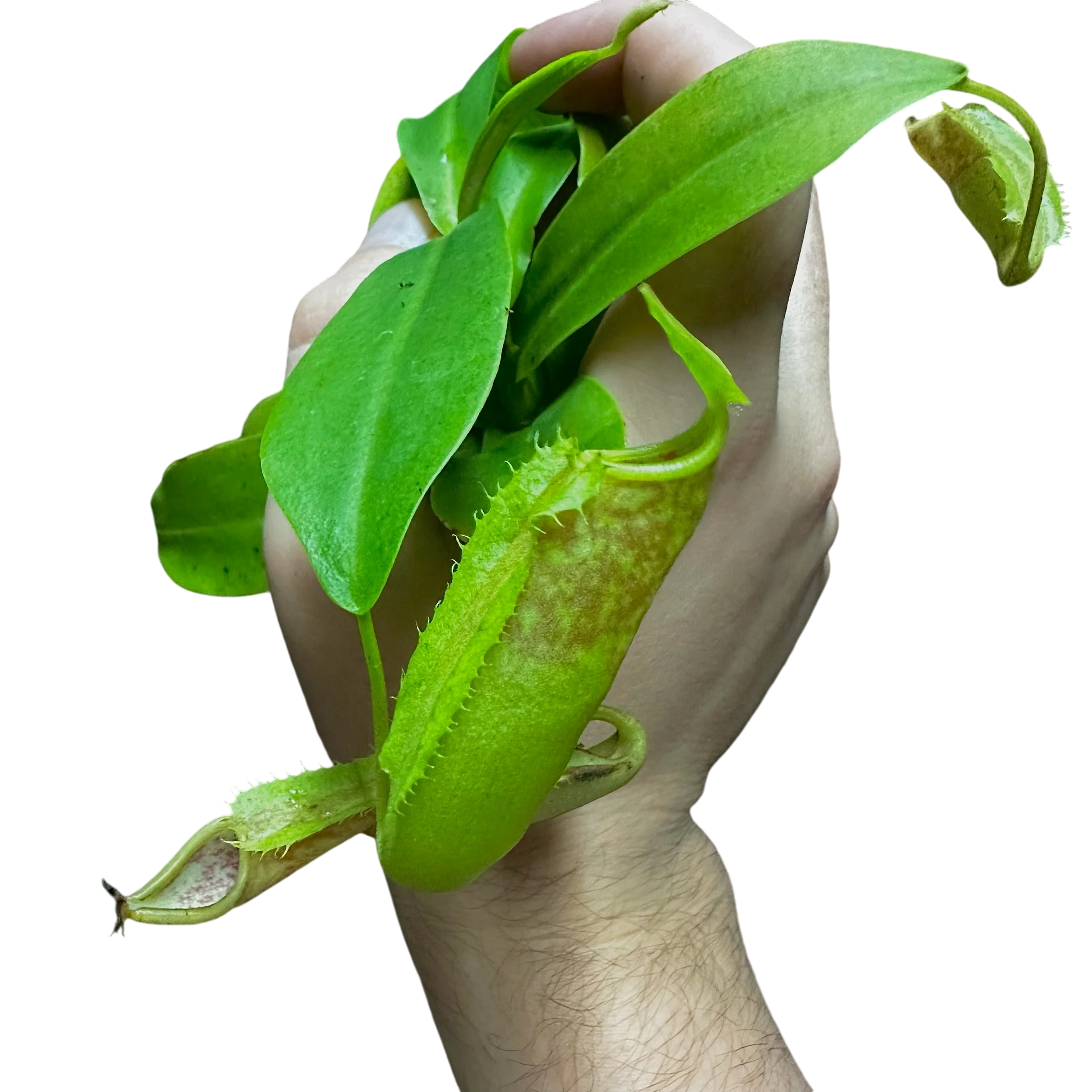 Nepenthes sanguinea - Image 2