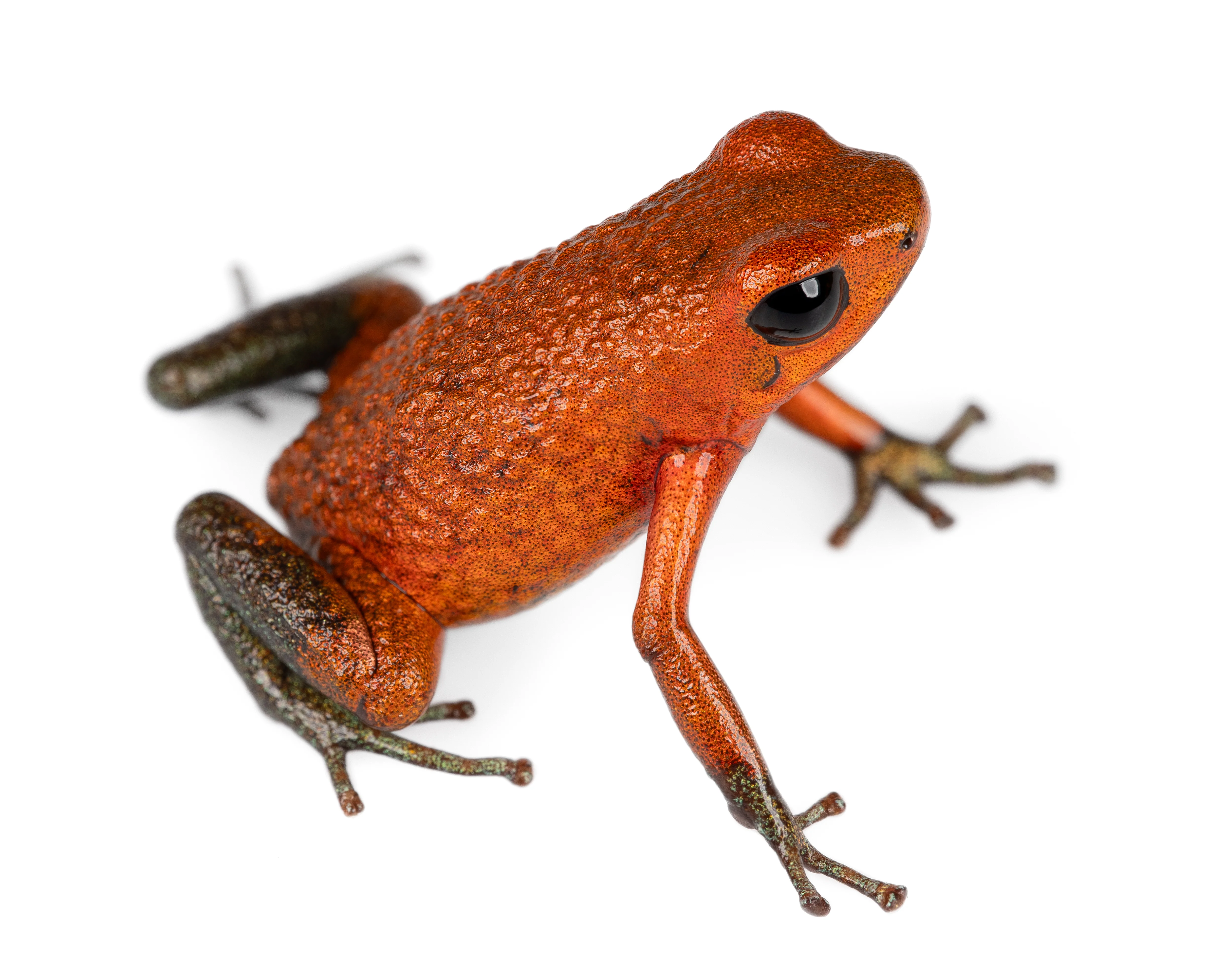 Oophaga granulifera "Baru"