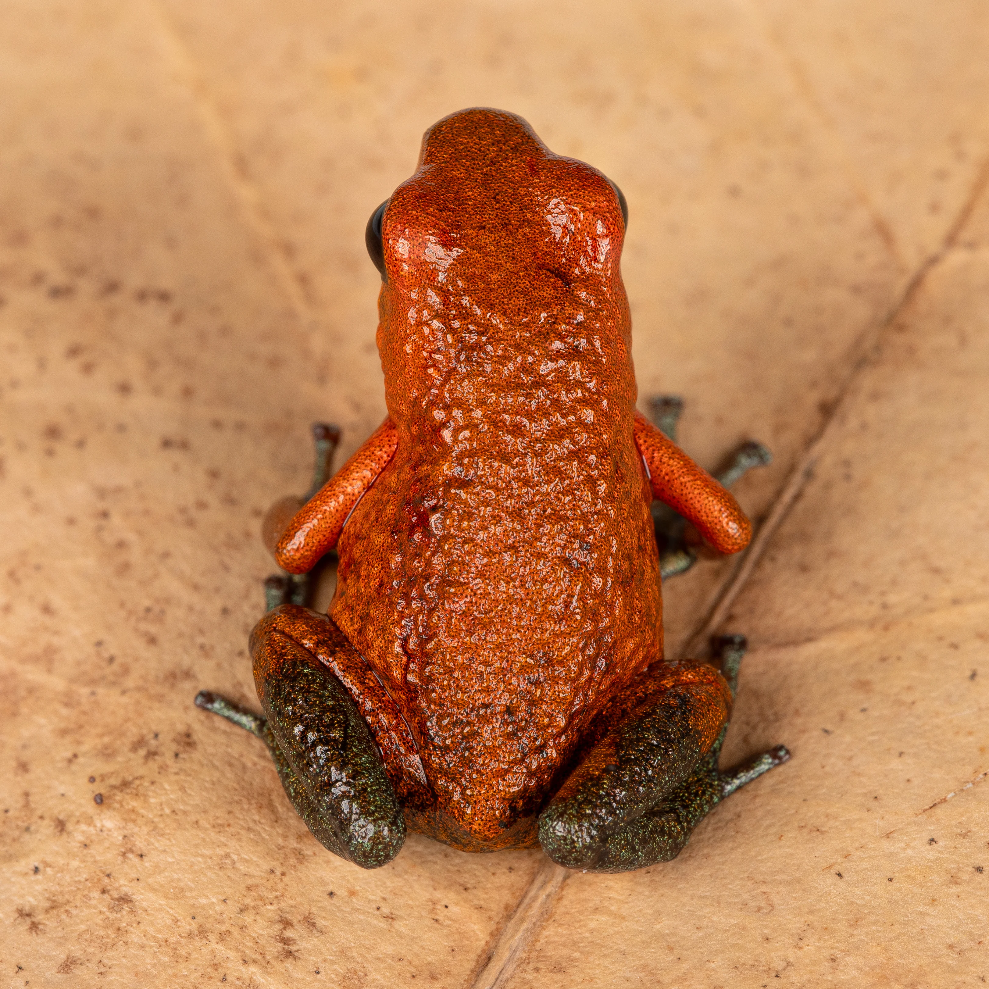 Oophaga granulifera "Baru" - Image 2