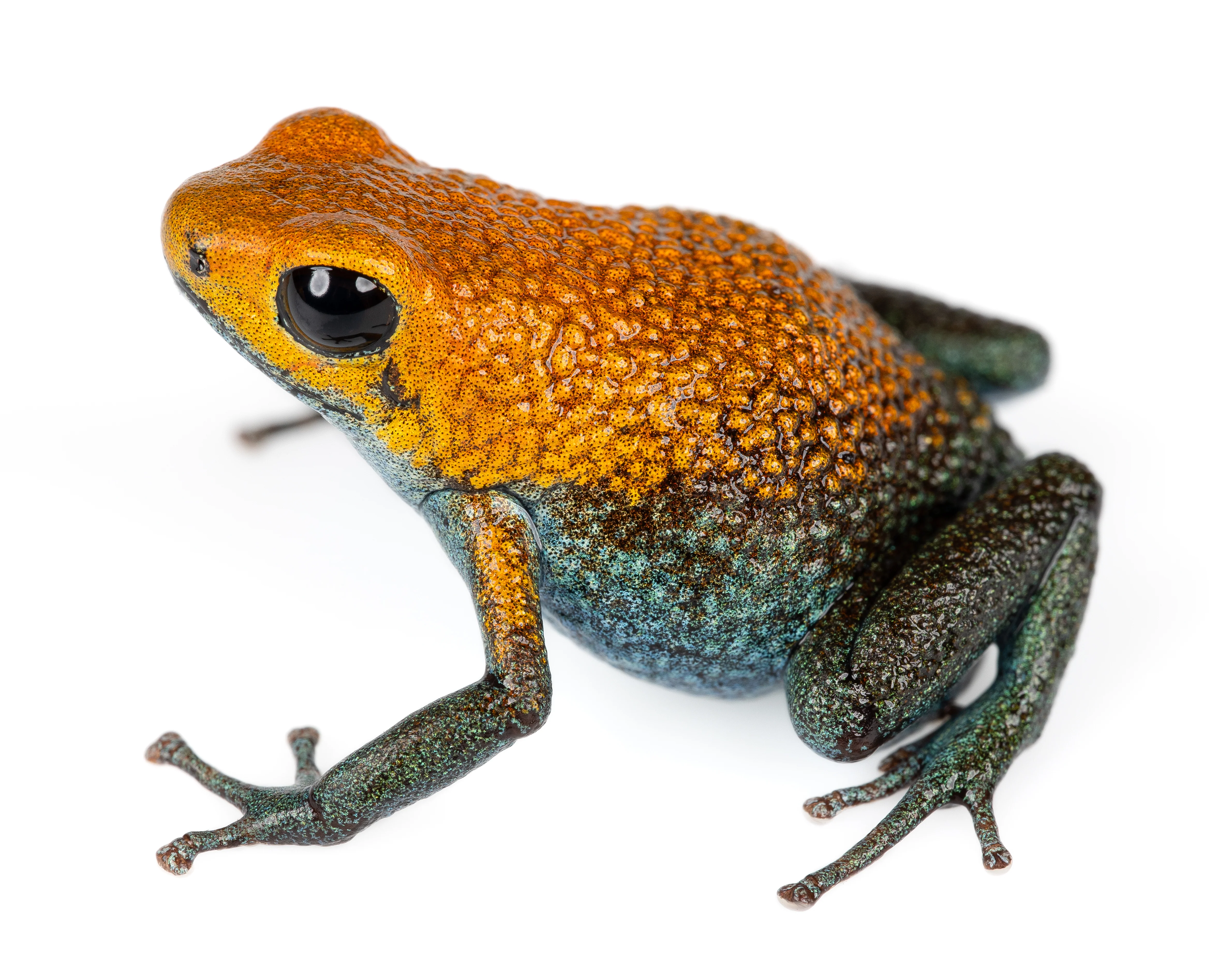 Oophaga granulifera "Golfito"