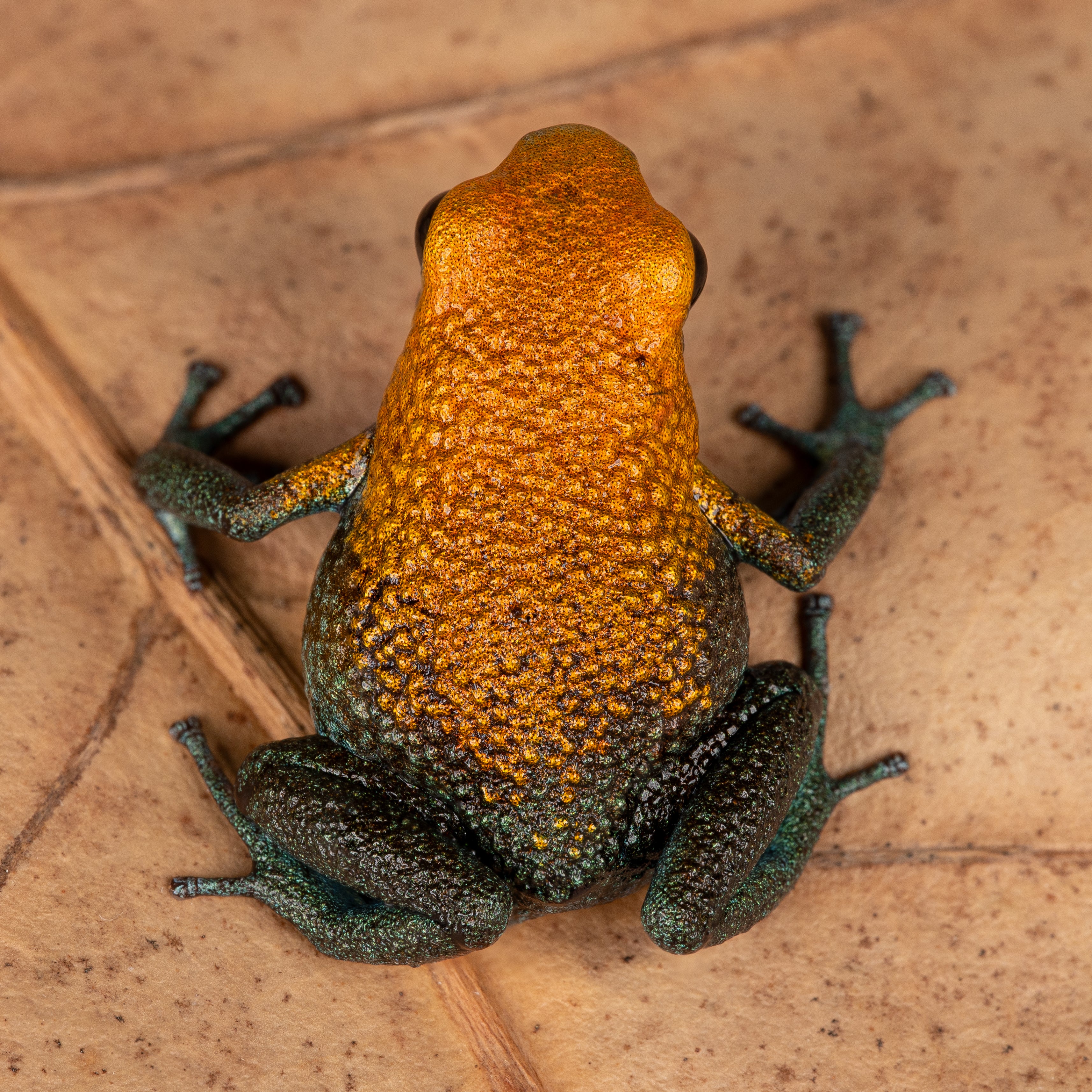 Oophaga granulifera "Golfito" - Image 2
