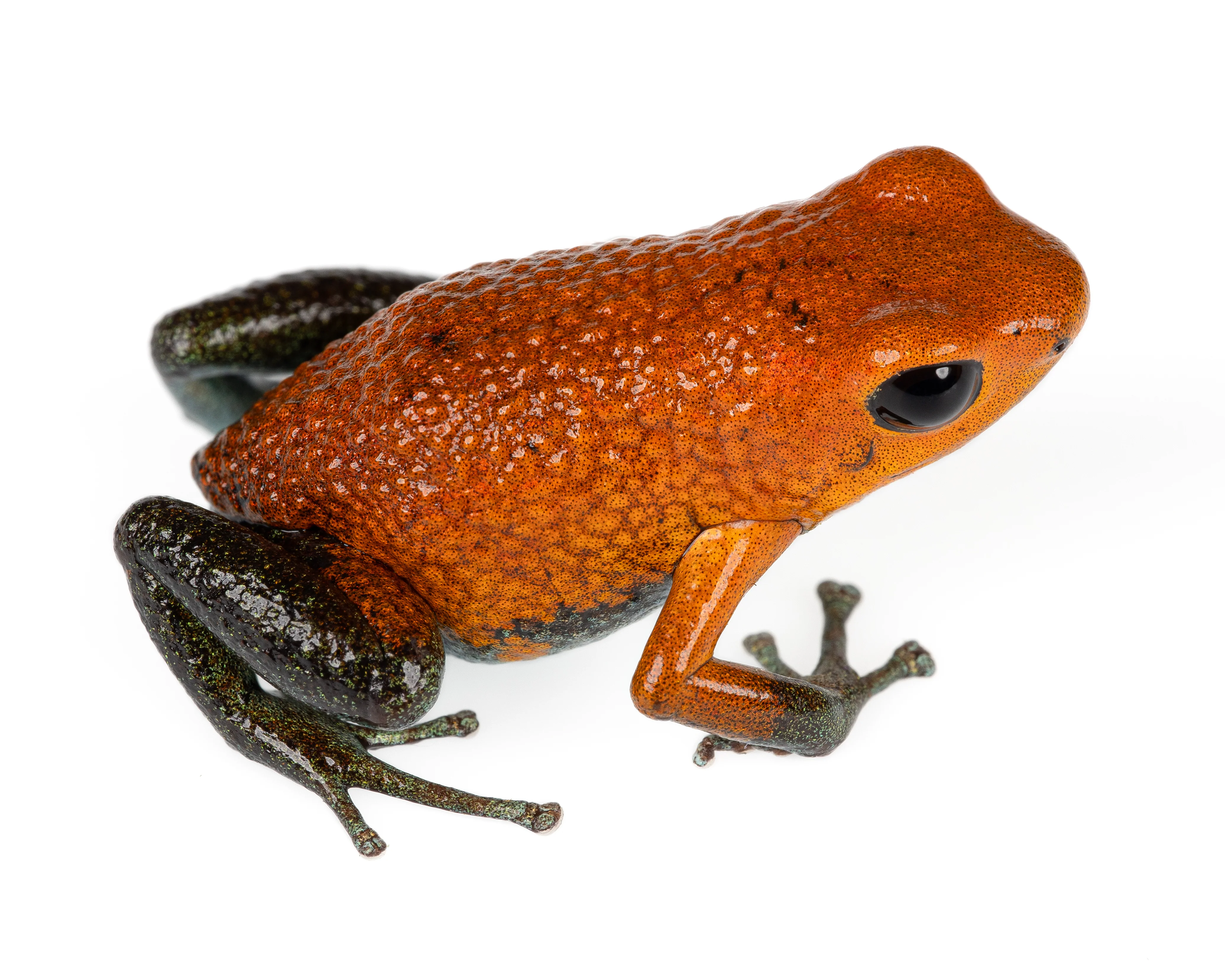 Oophaga granulifera "Osa"