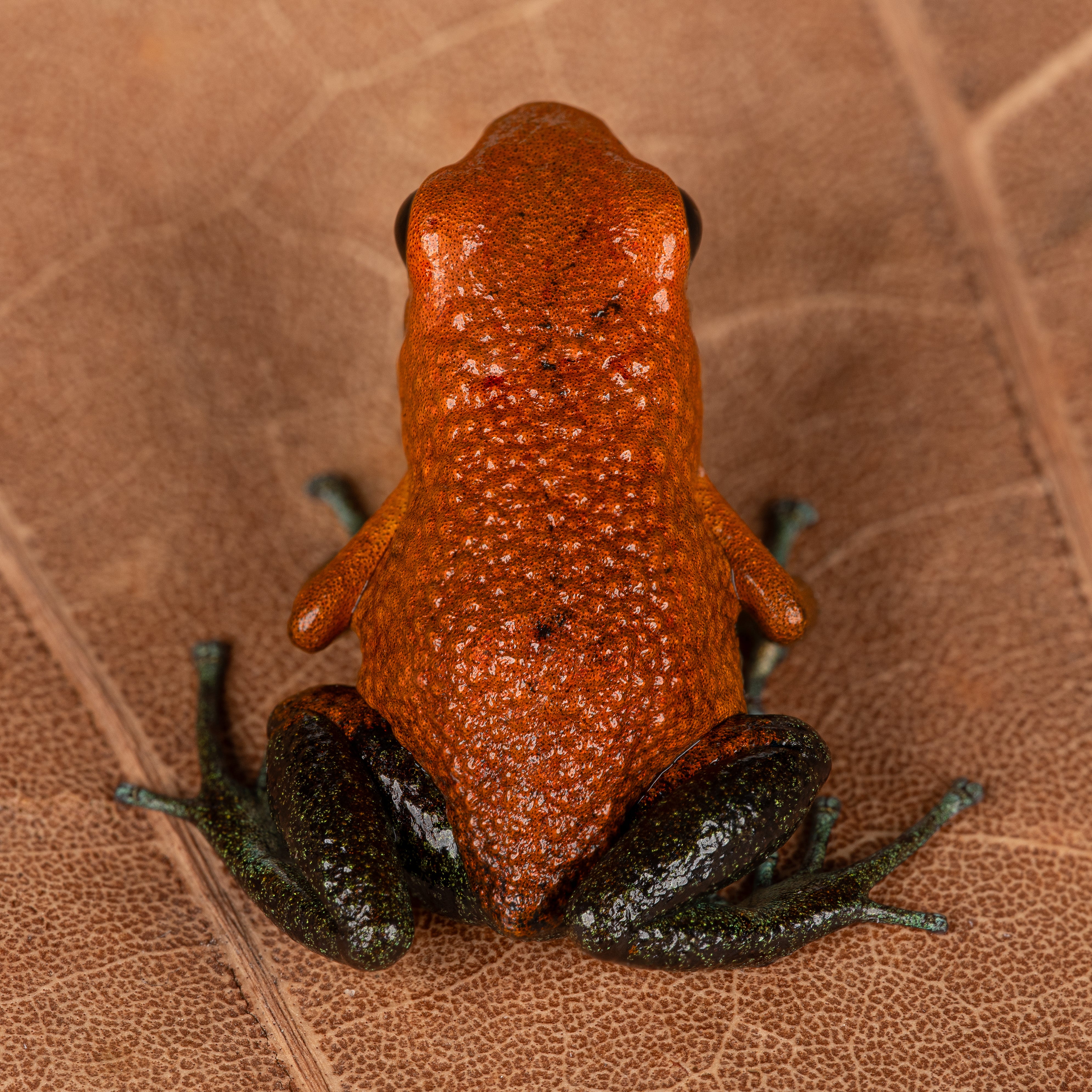 Oophaga granulifera "Osa" - Image 2
