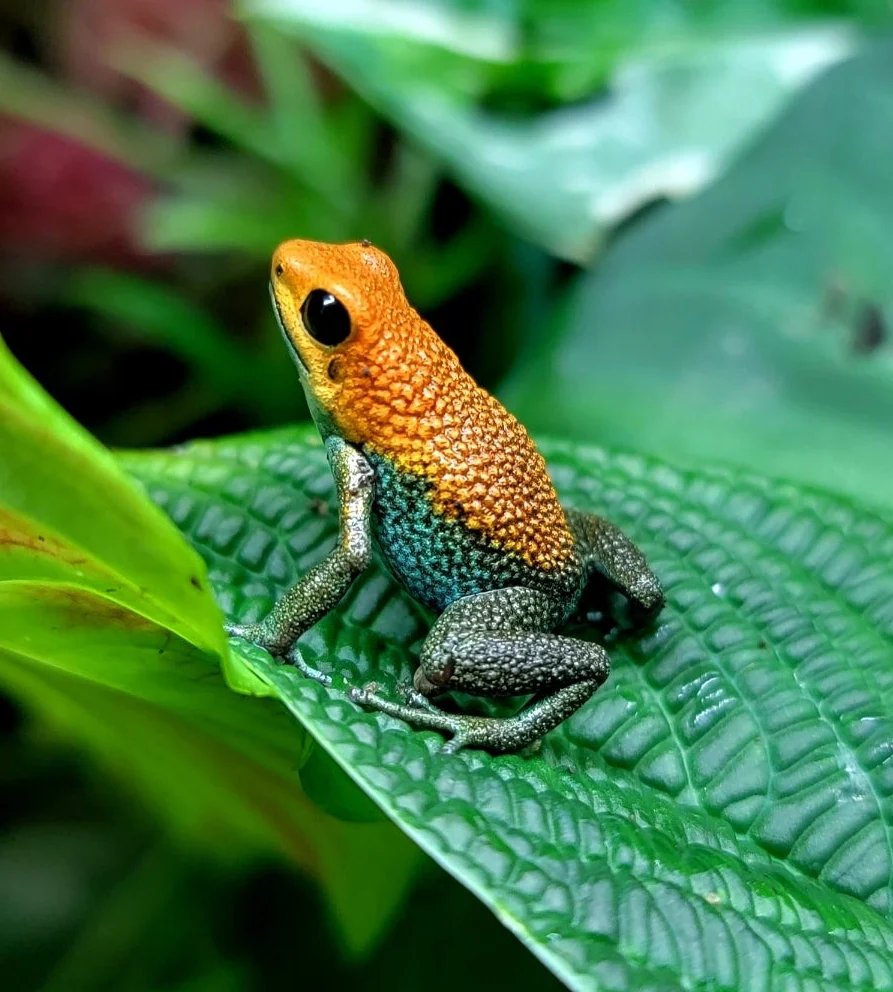 Oophaga granulifera "Osa" - Image 3