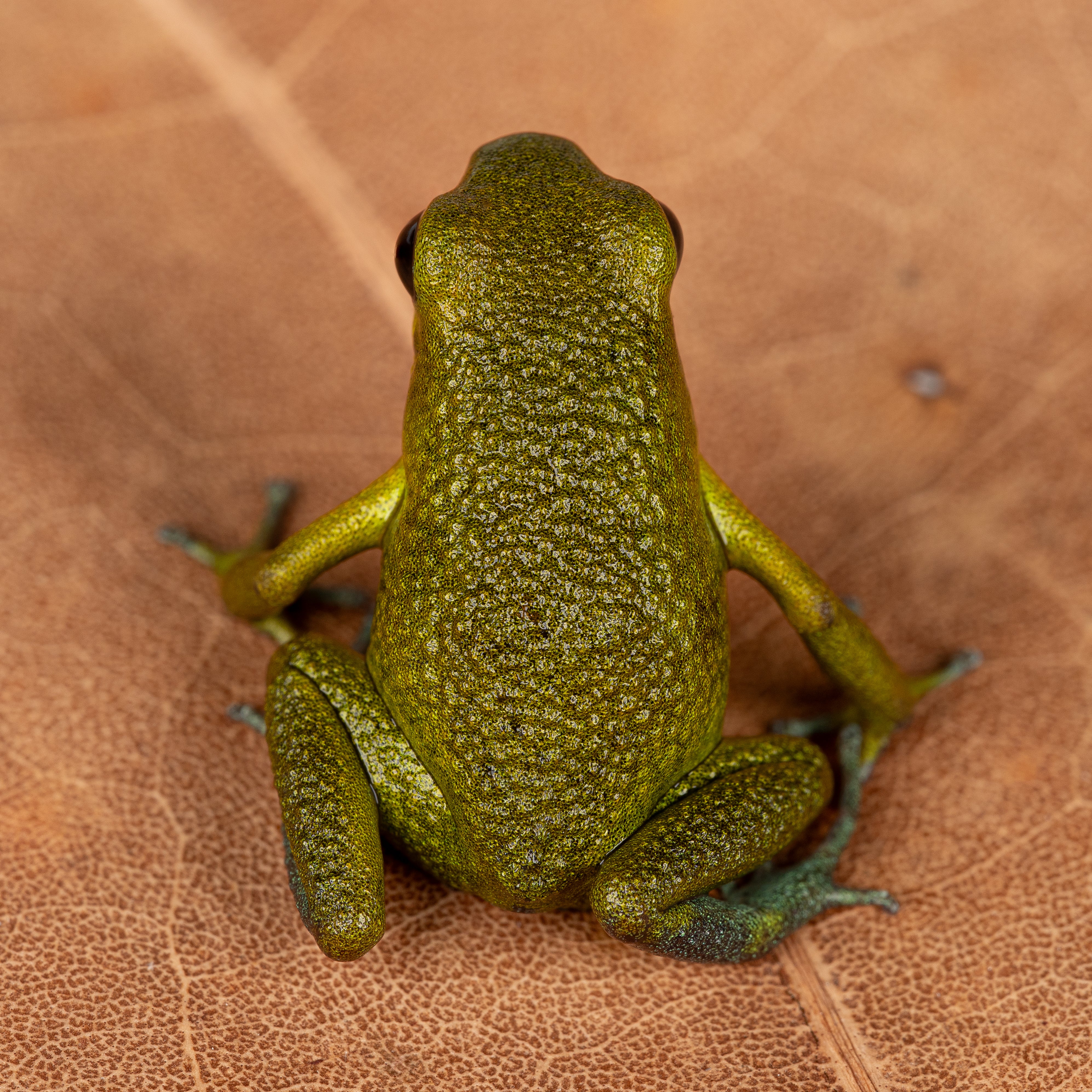 Oophaga granulifera "Quepos" - Image 2