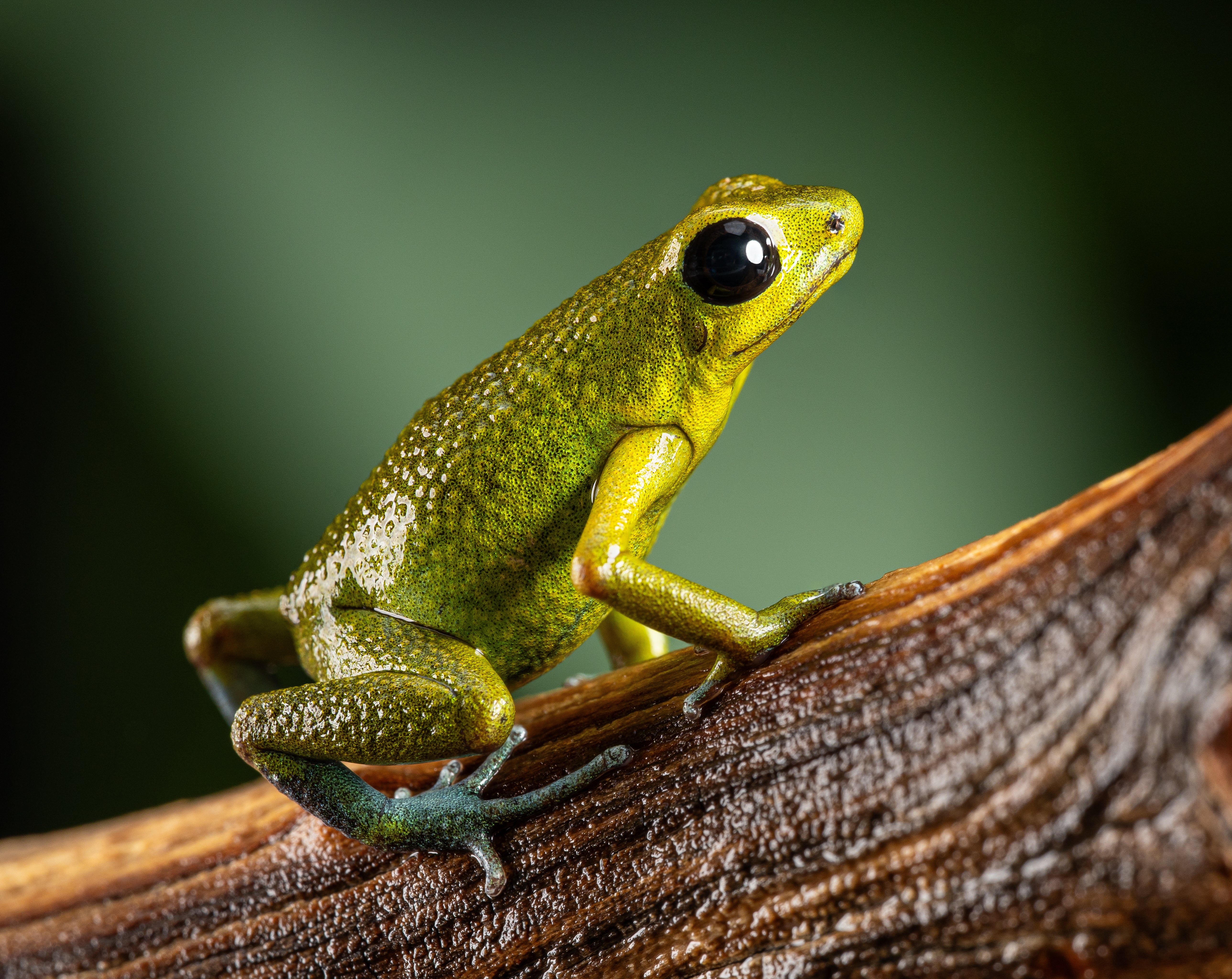 Oophaga granulifera "Quepos" - Image 4