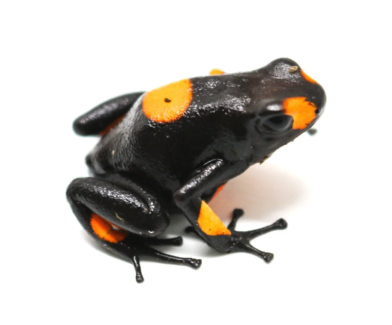 Oophaga histrionica "Bullseye - Orange"