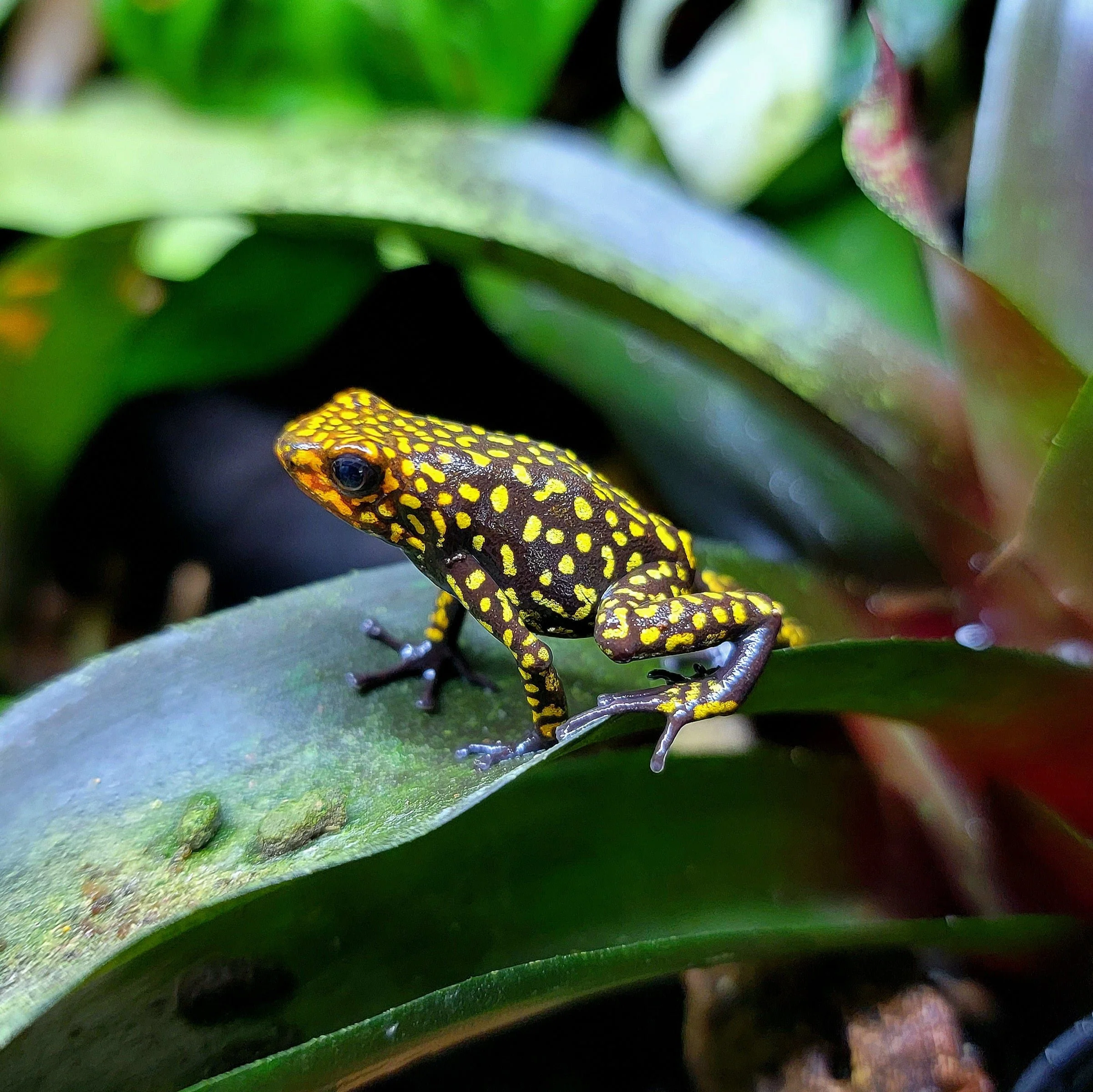 Oophaga histrionica "Redhead - Small Form"