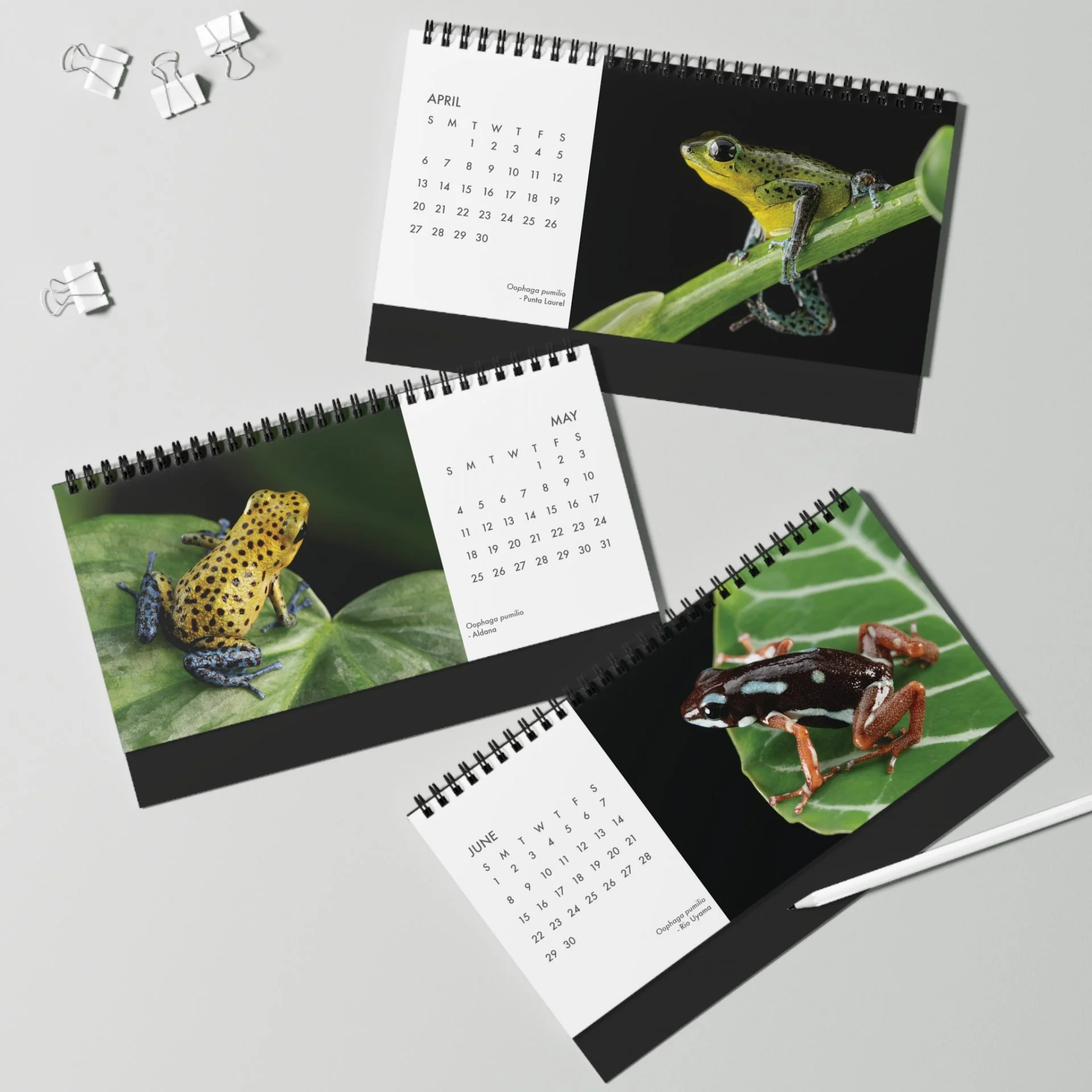 Oophaga pumilio 2025 Desktop Calendar 10″ x 5″ - Image 3