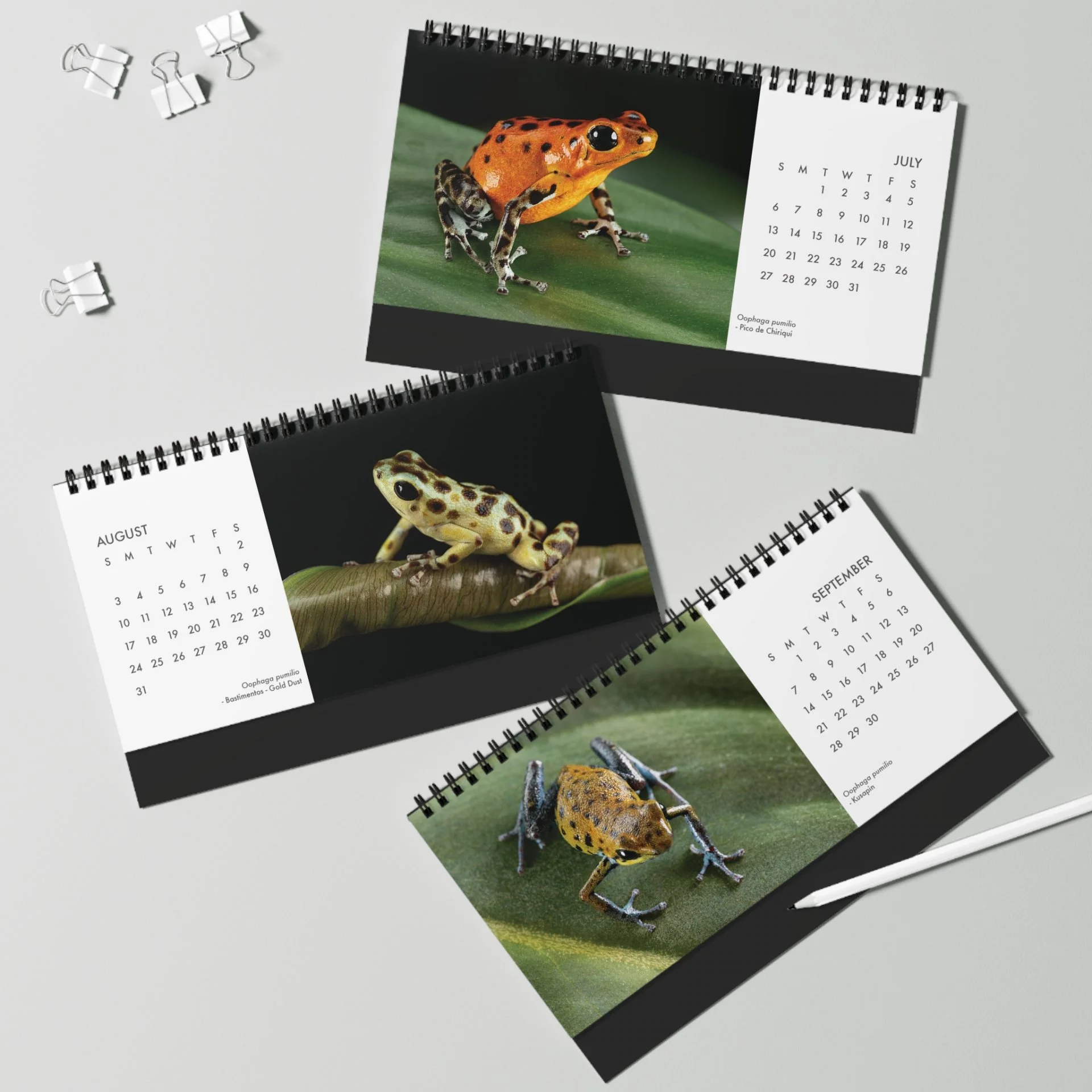 Oophaga pumilio 2025 Desktop Calendar 10″ x 5″ - Image 4
