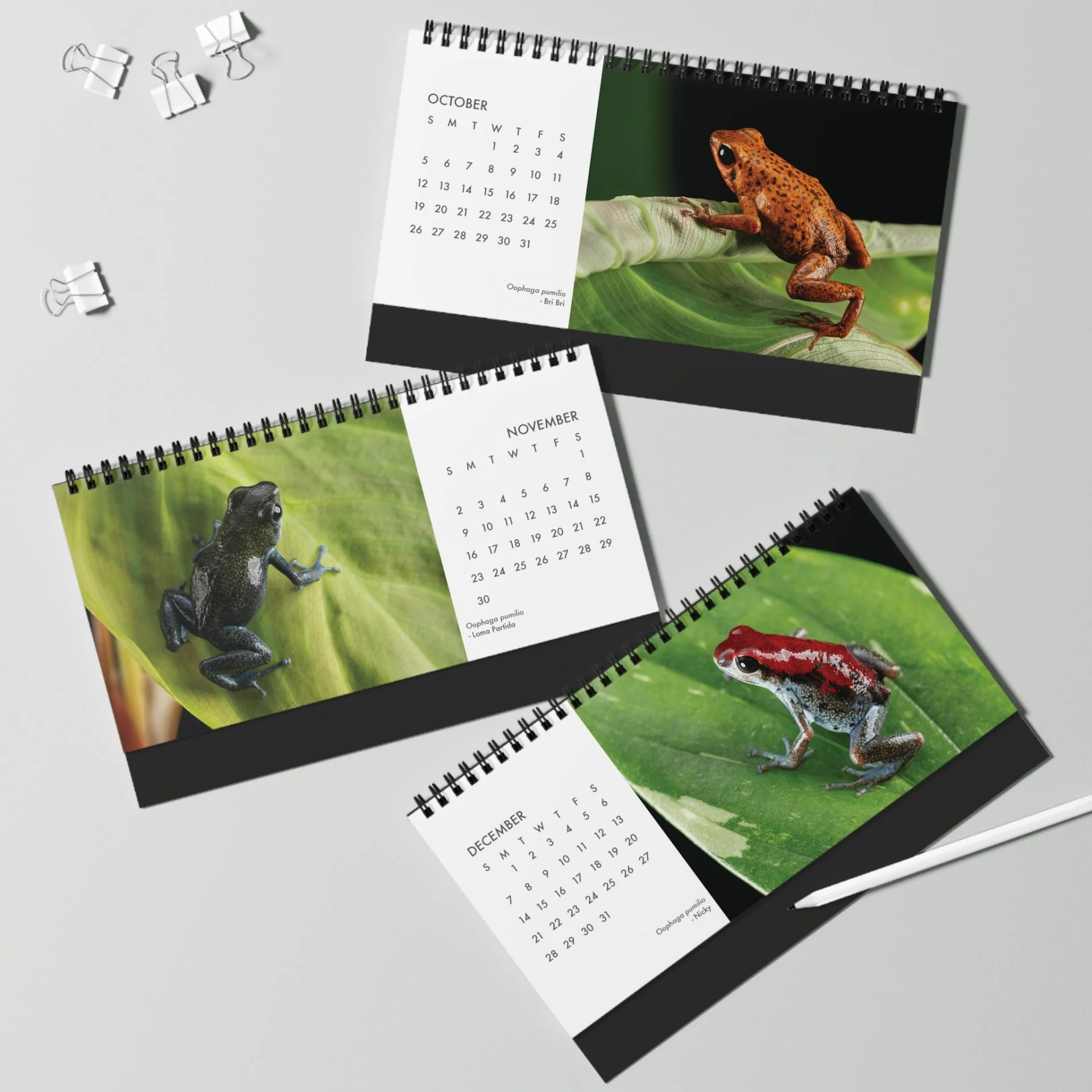 Oophaga pumilio 2025 Desktop Calendar 10″ x 5″ - Image 5