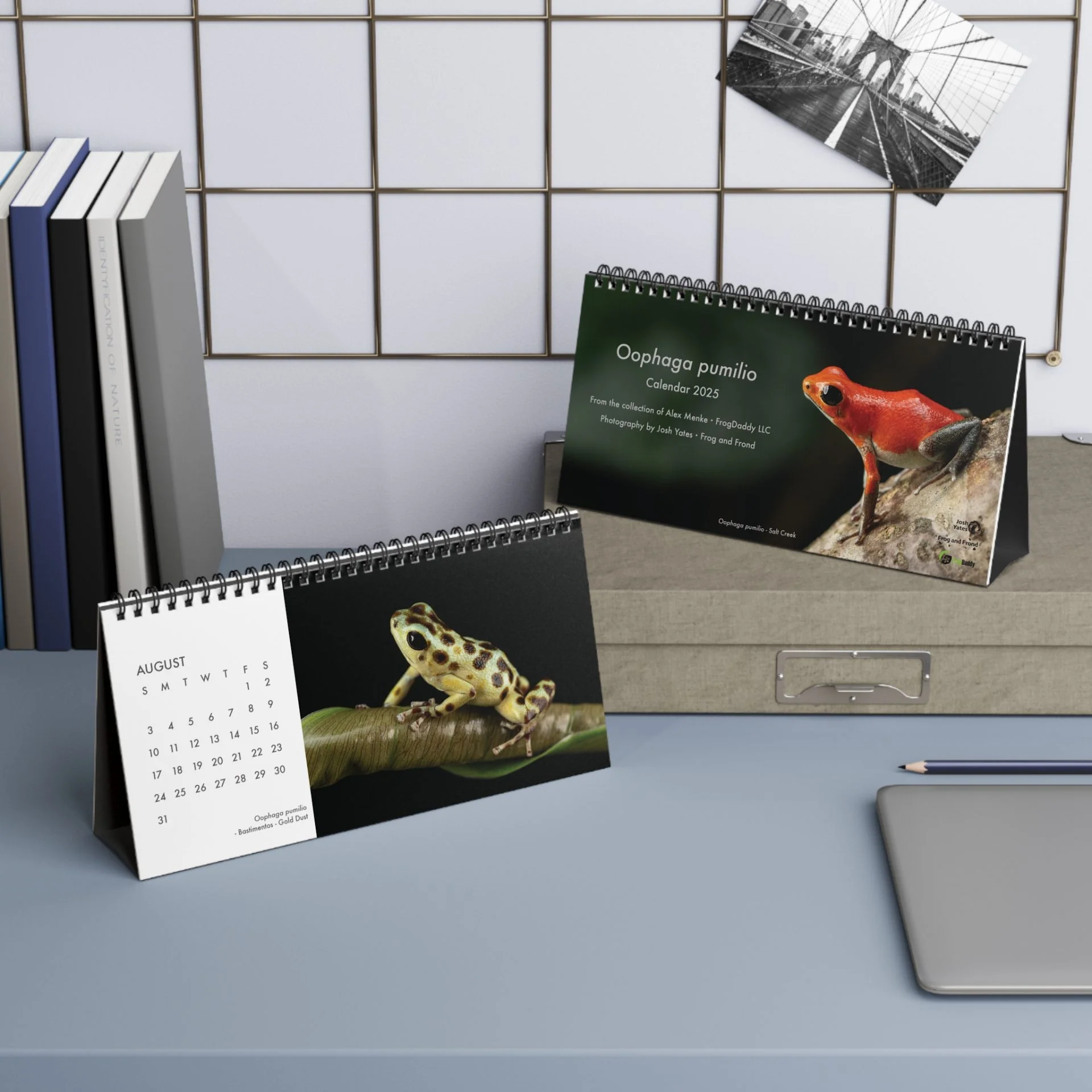 Oophaga pumilio 2025 Desktop Calendar 10″ x 5″ - Image 8
